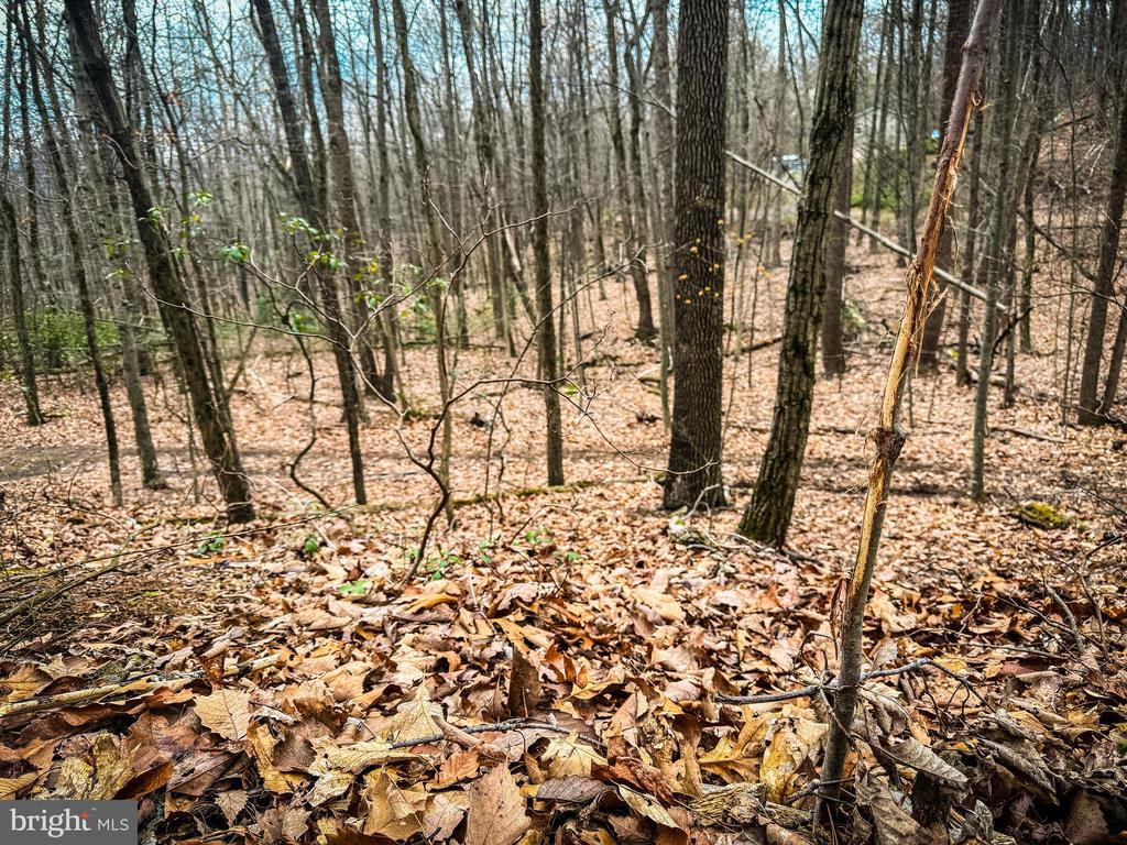 Wooded parcel with leaf-covered ground, bare trees, and gently sloping terrain.