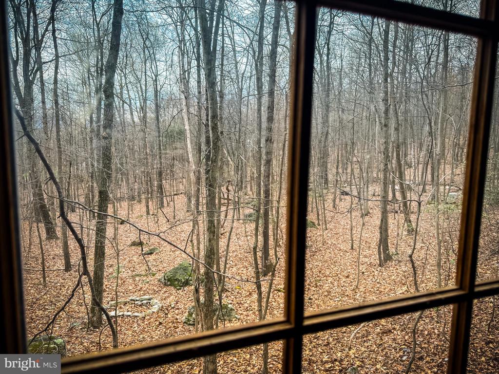 Wooded view through a window, with bare trees and leaf-covered ground.
