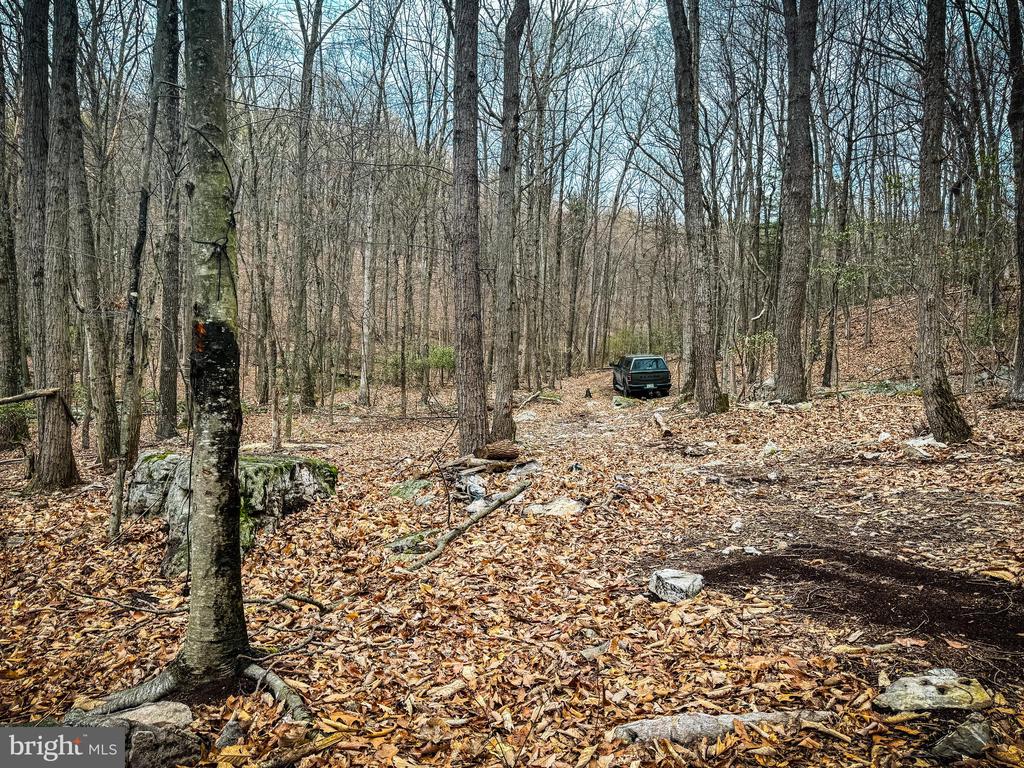 Wooded lot with rocky, leaf-covered ground, a dirt track, and a pickup truck among bare trees.