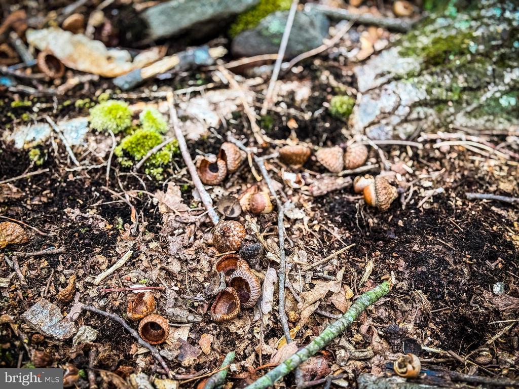 Acorns and green moss scattered across the wooded property’s forest floor.