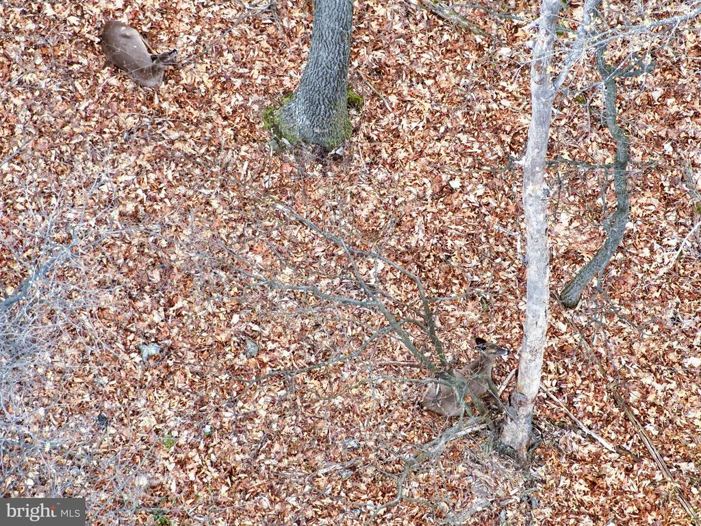 Aerial view of wooded property covered in fallen autumn leaves.