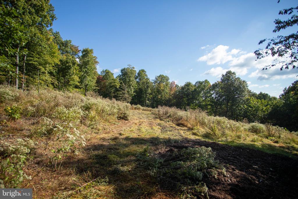 Cleared grassy lot bordered by mature trees, with patches of exposed soil.