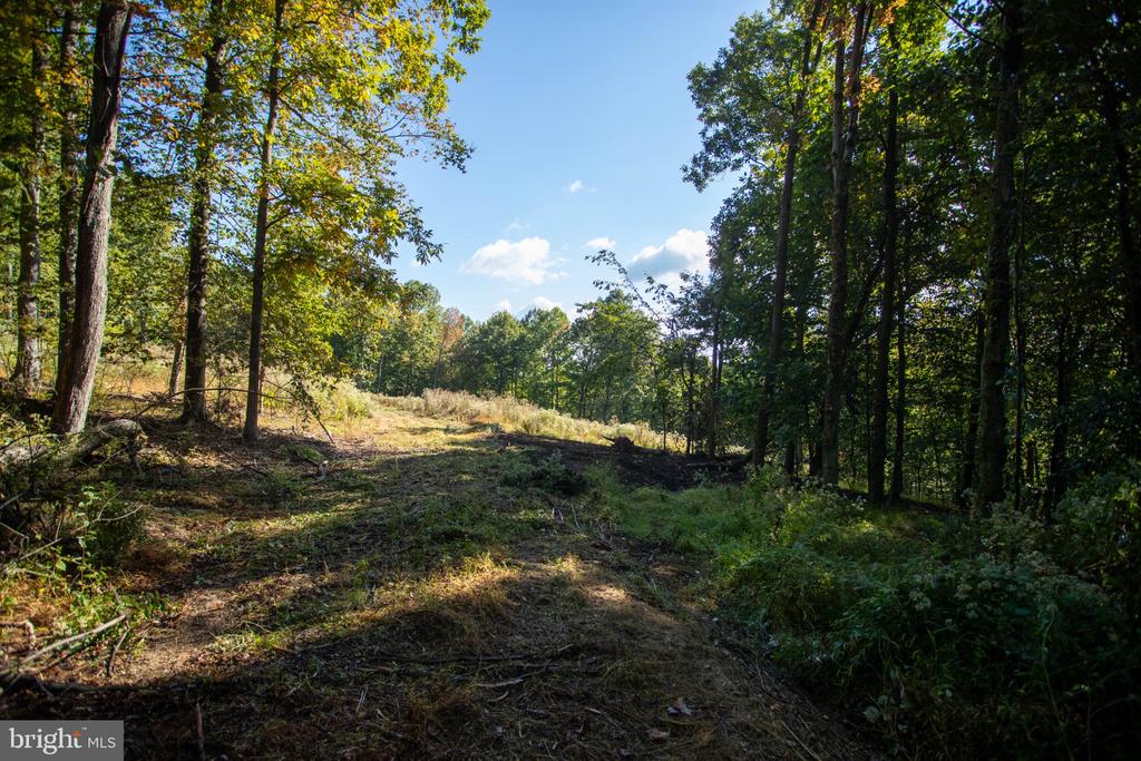 Wooded vacant lot with a sunny clearing surrounded by mature trees.