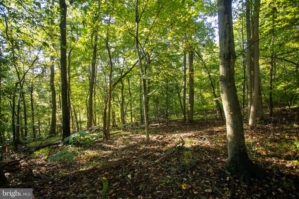 Wooded land with mature trees, a leafy ground, and sunlight filtering through the canopy.