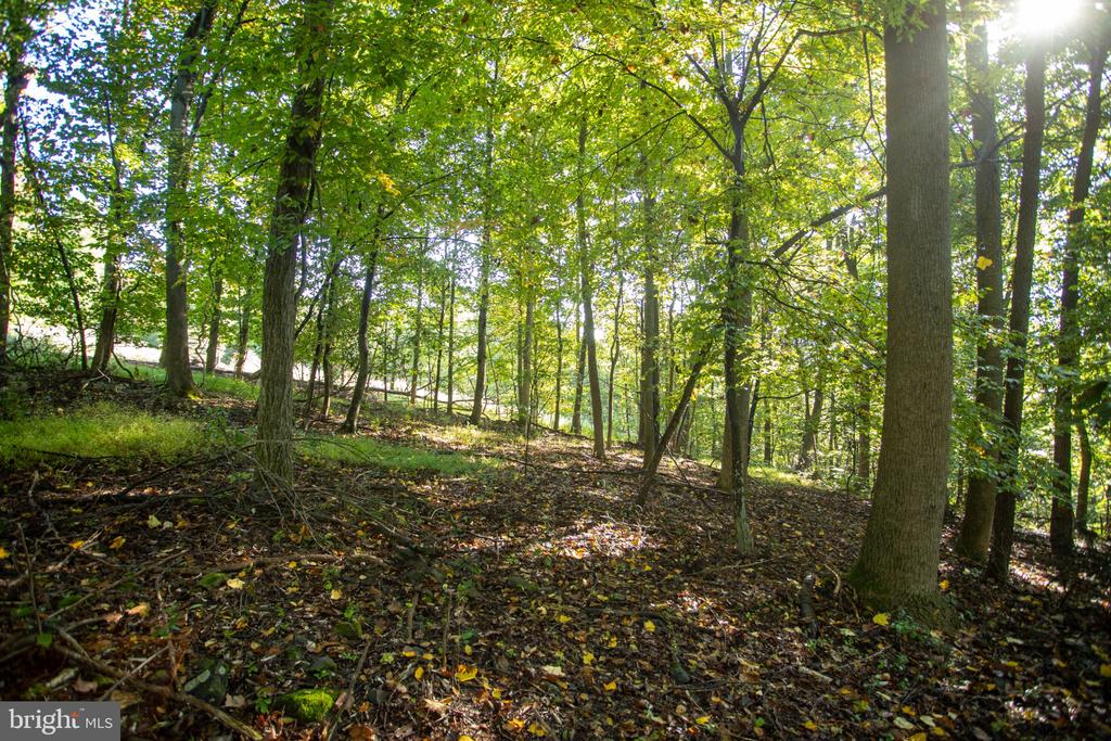 Wooded vacant lot with mature trees and leaf-covered sloping ground.