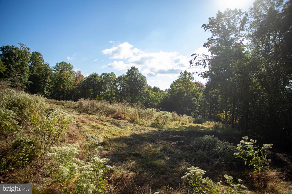 Cleared grassy land bordered by trees and brush beneath a blue sky.