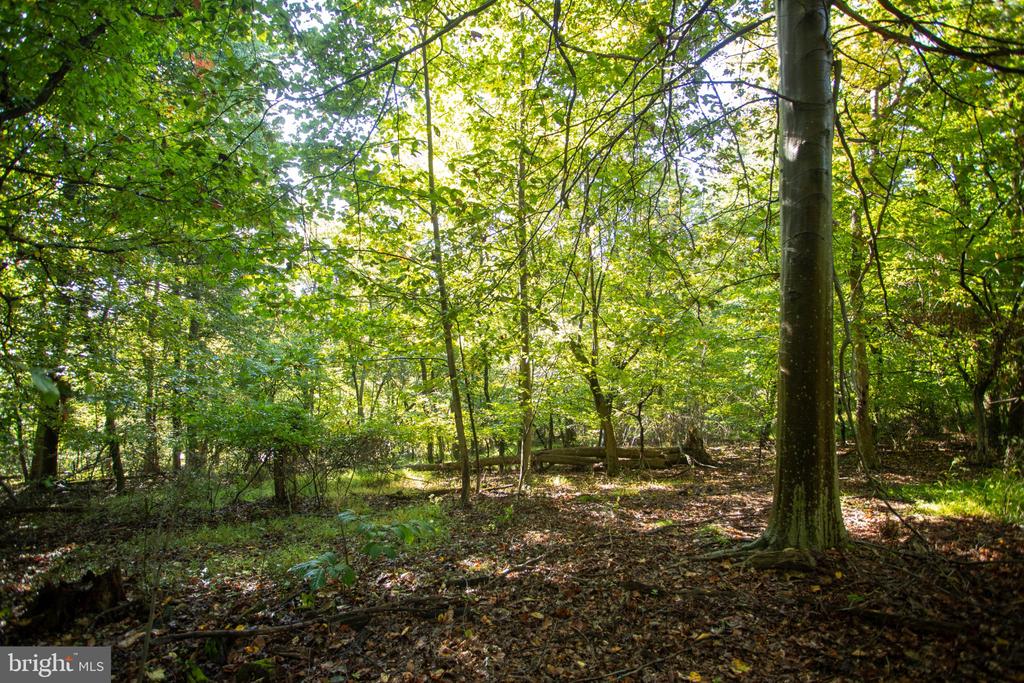 Wooded lot with mature trees, leafy ground, and a small clearing.