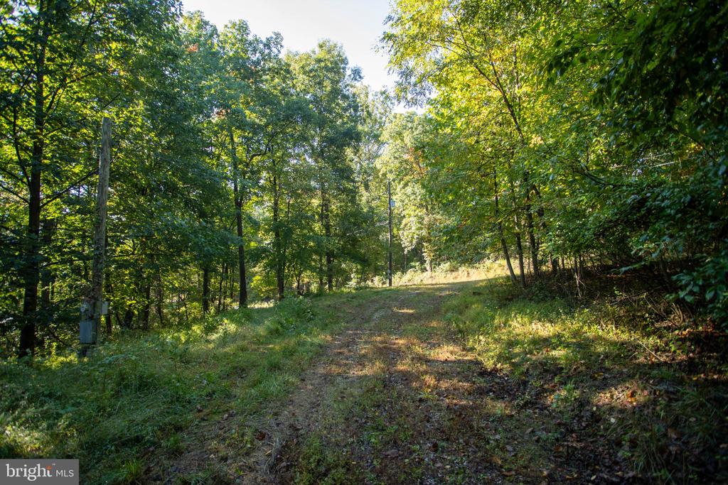 Wooded property with a grassy dirt driveway climbing between dense trees and utility poles.