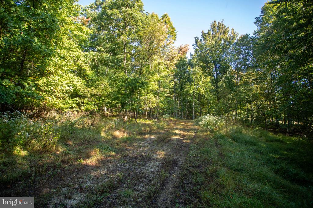 Wooded land with a grassy, leaf-strewn clearing leading into mature trees.