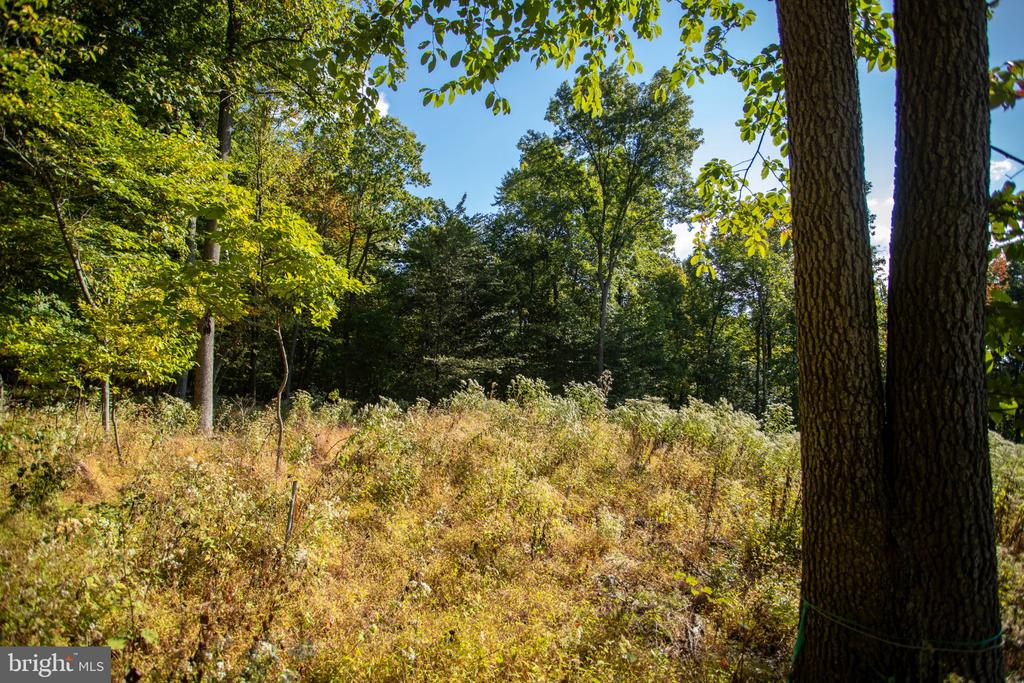 Wooded vacant lot with a sunlit grassy clearing and mature trees.