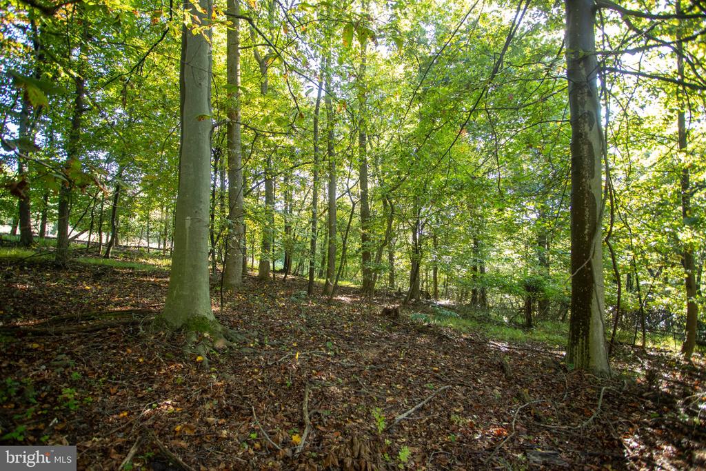 Wooded land with mature trees and a leaf-covered forest floor.