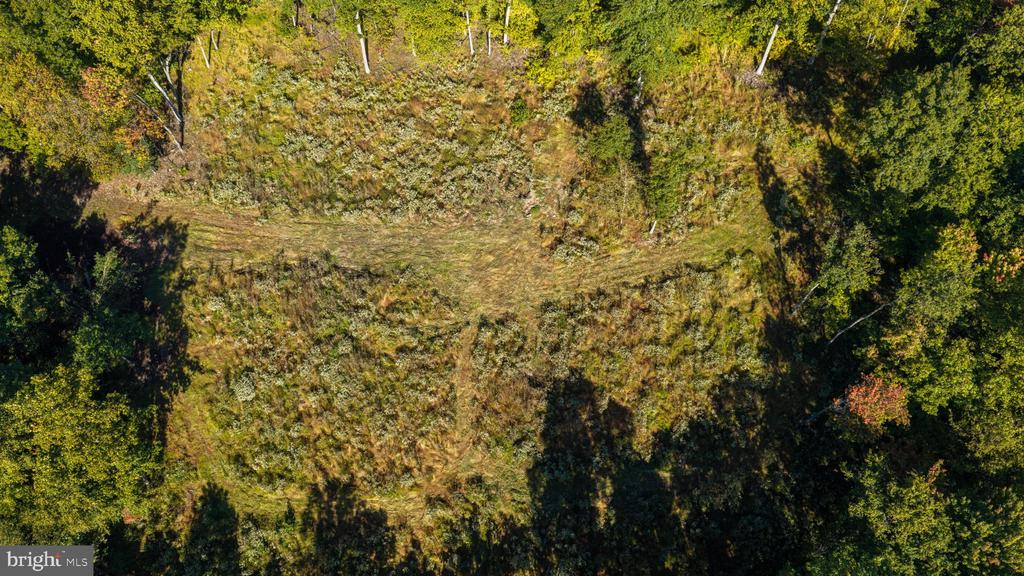 Aerial view of a grassy clearing surrounded by dense trees.