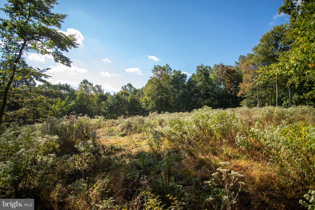 Open overgrown land bordered by mature trees, with a narrow clearing in the foreground.