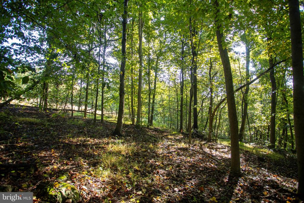 Wooded lot with mature trees, leafy ground, and sunlight filtering through the canopy.