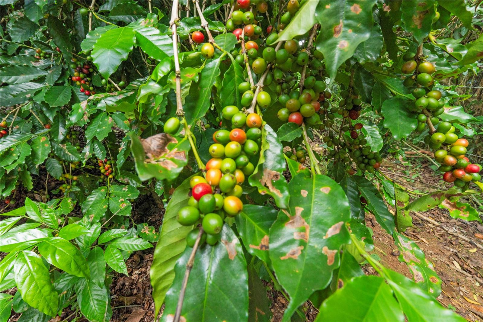 Bo. Hoyos Planes CARR. 531 KM HM7