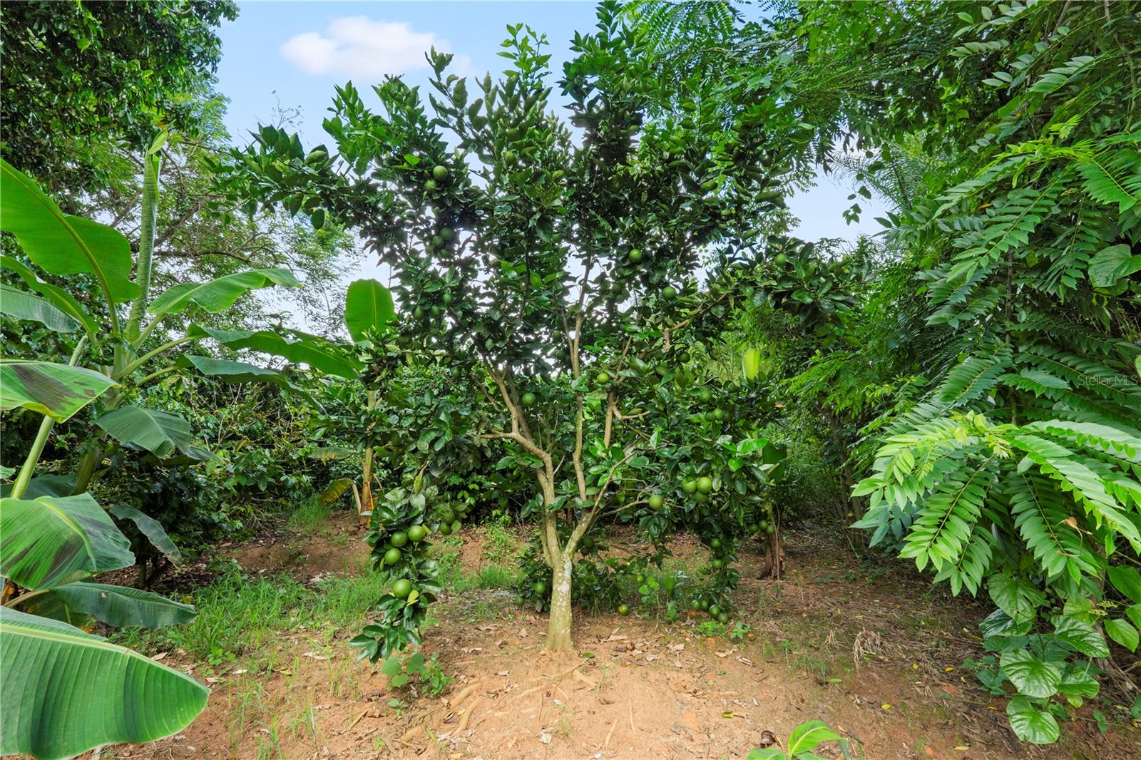 Bo. Hoyos Planes CARR. 531 KM HM7