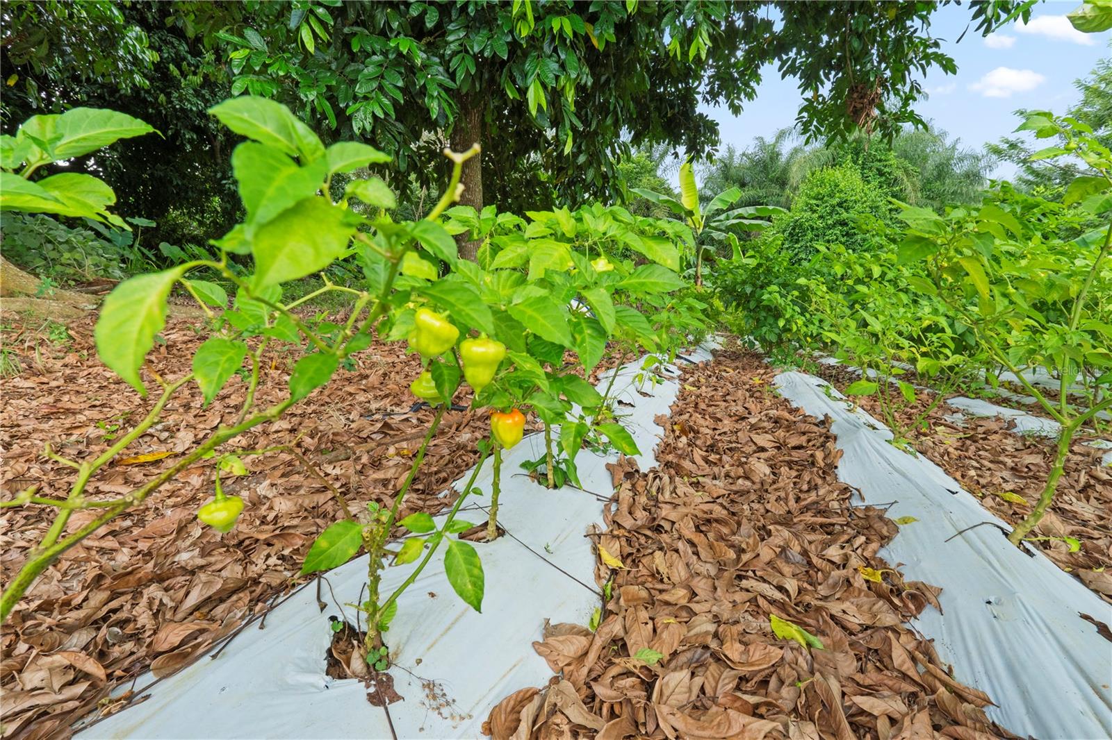 Bo. Hoyos Planes CARR. 531 KM HM7