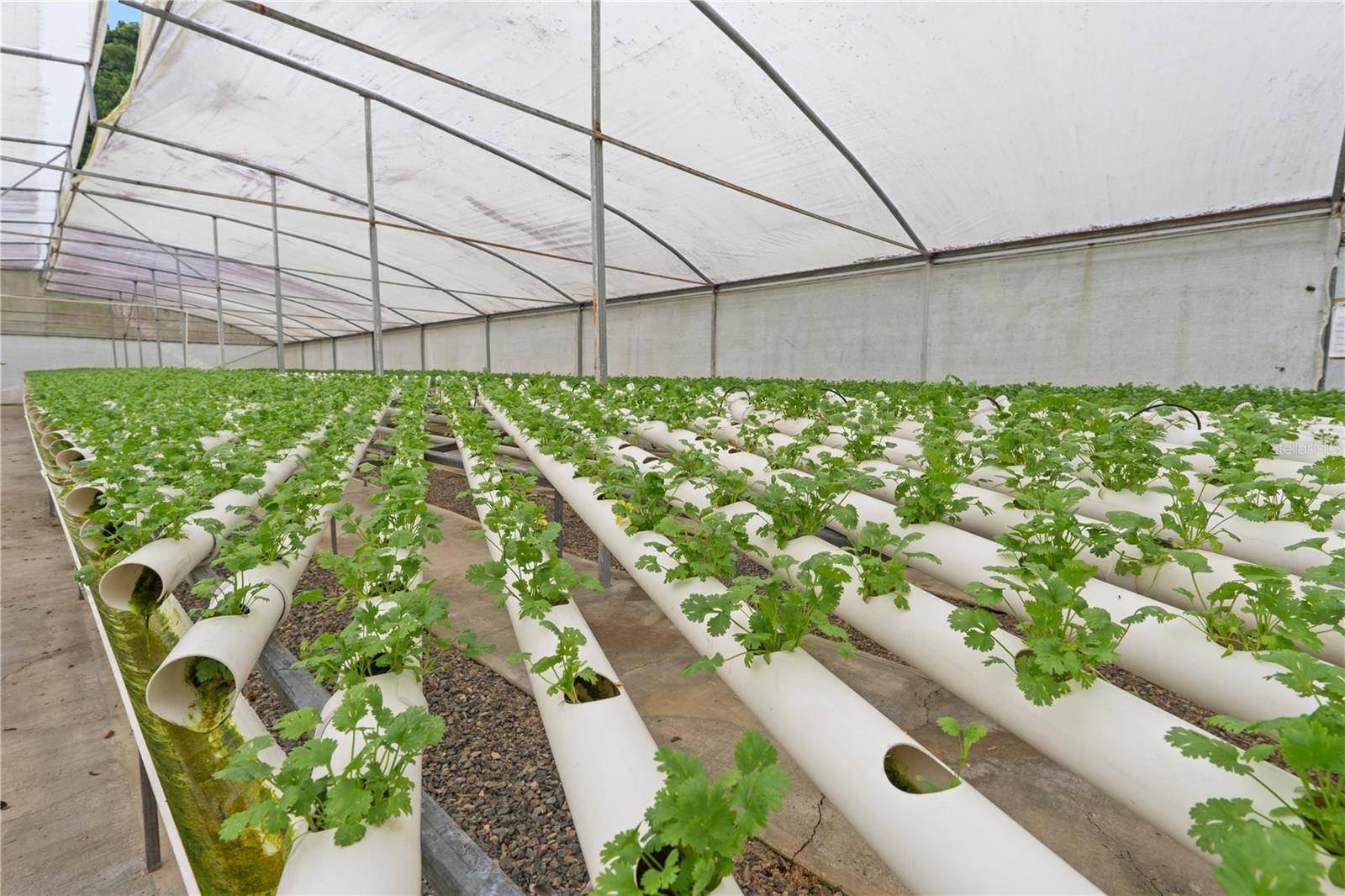 Bo. Hoyos Planes CARR. 531 KM HM7