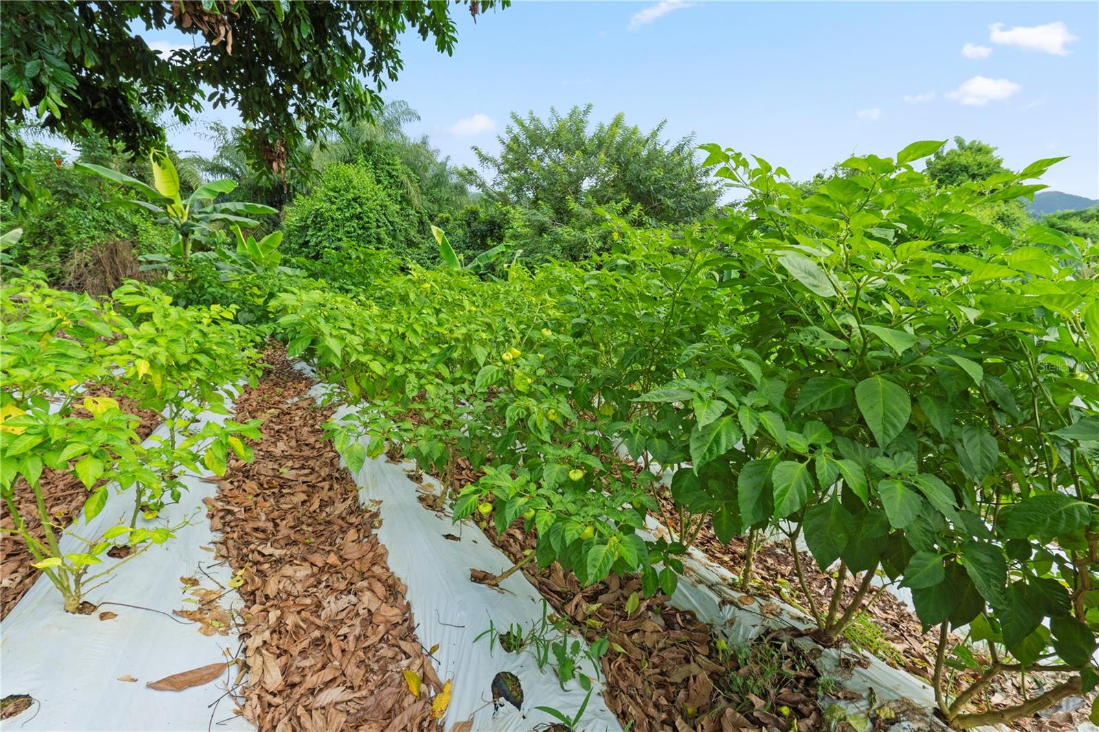 Bo. Hoyos Planes CARR. 531 KM HM7