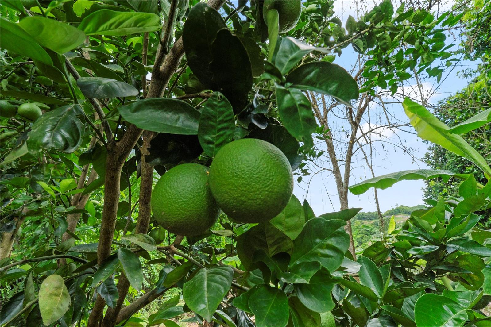 Bo. Hoyos Planes CARR. 531 KM HM7