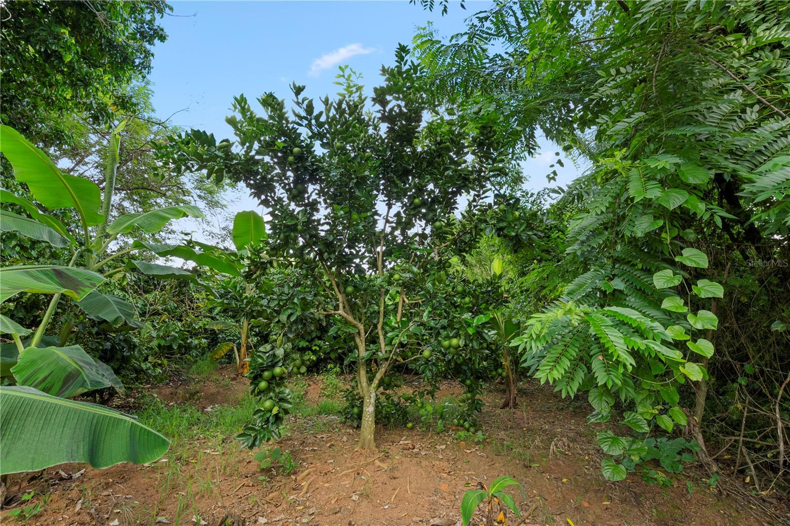 Bo. Hoyos Planes CARR. 531 KM HM7