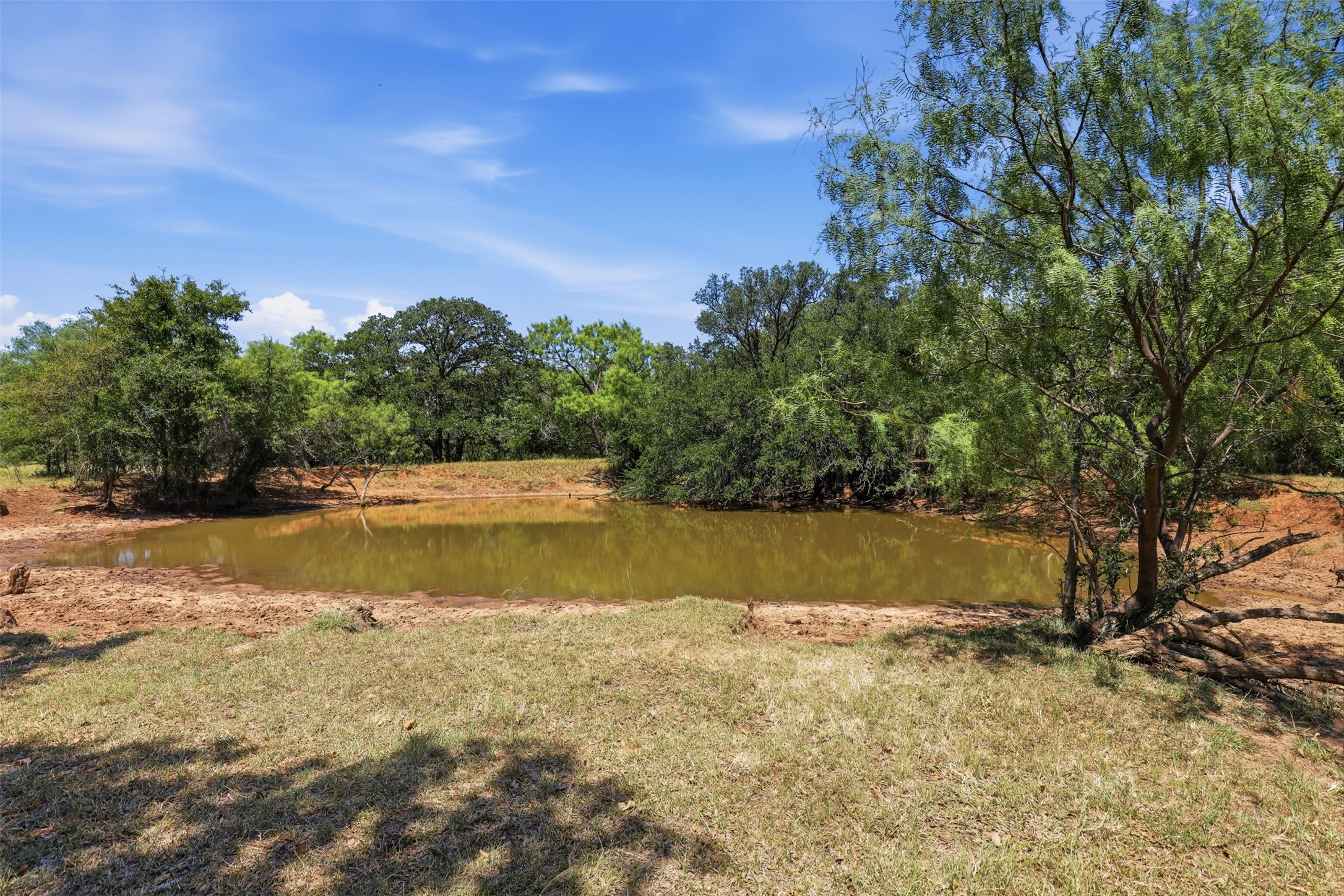 A small pond in a grassy clearing, surrounded by mature trees and brush.