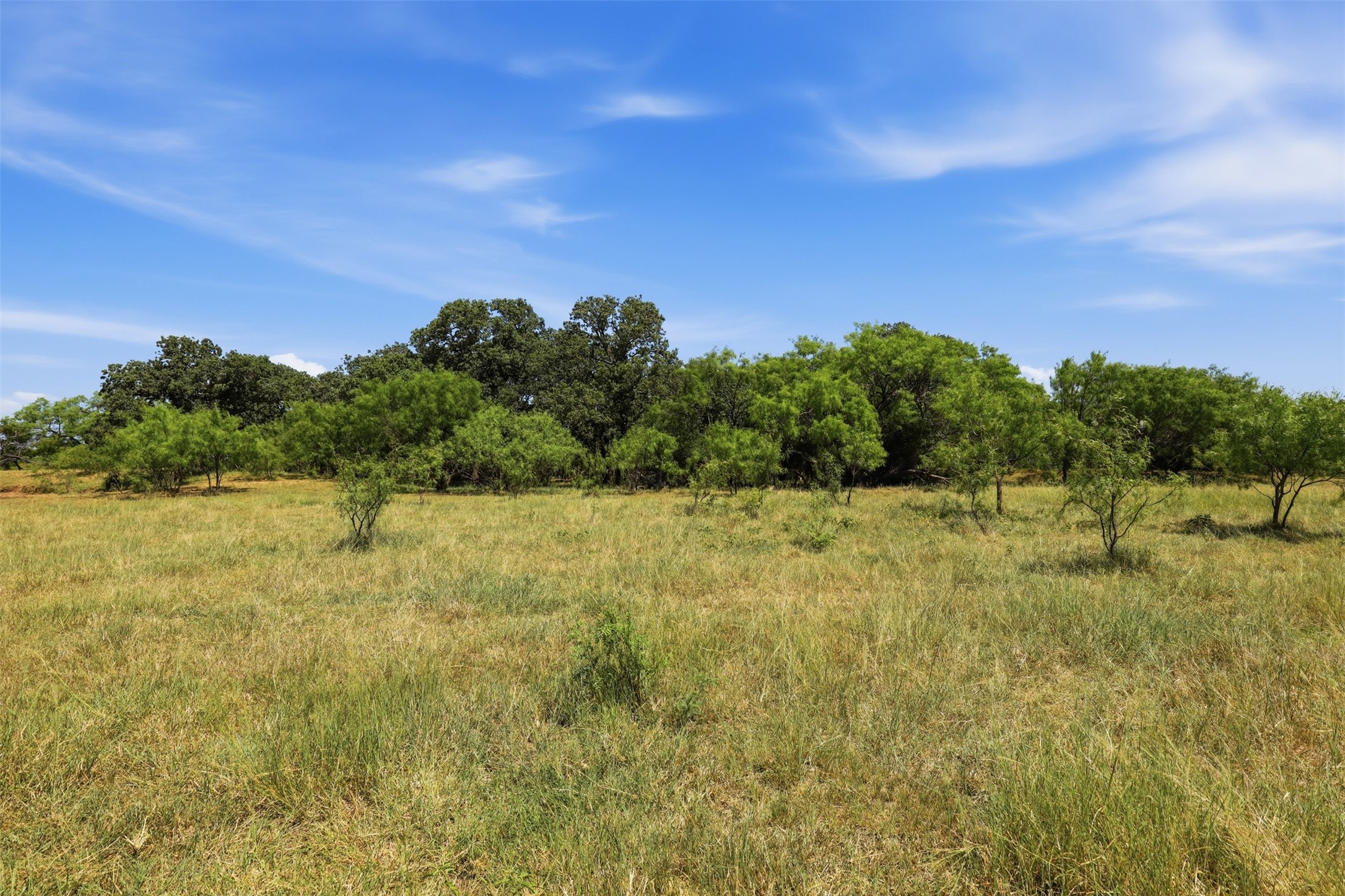 Open grassy land with scattered trees and a wooded boundary beneath a blue sky.