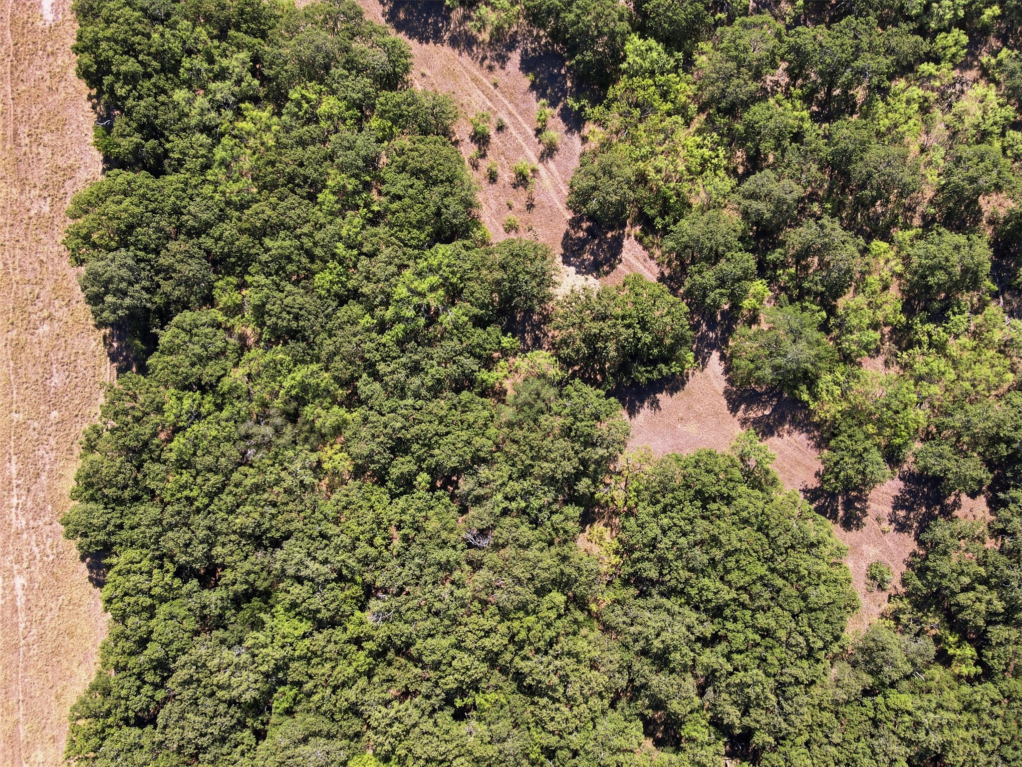 Aerial view of wooded land with open clearings and dirt tracks.