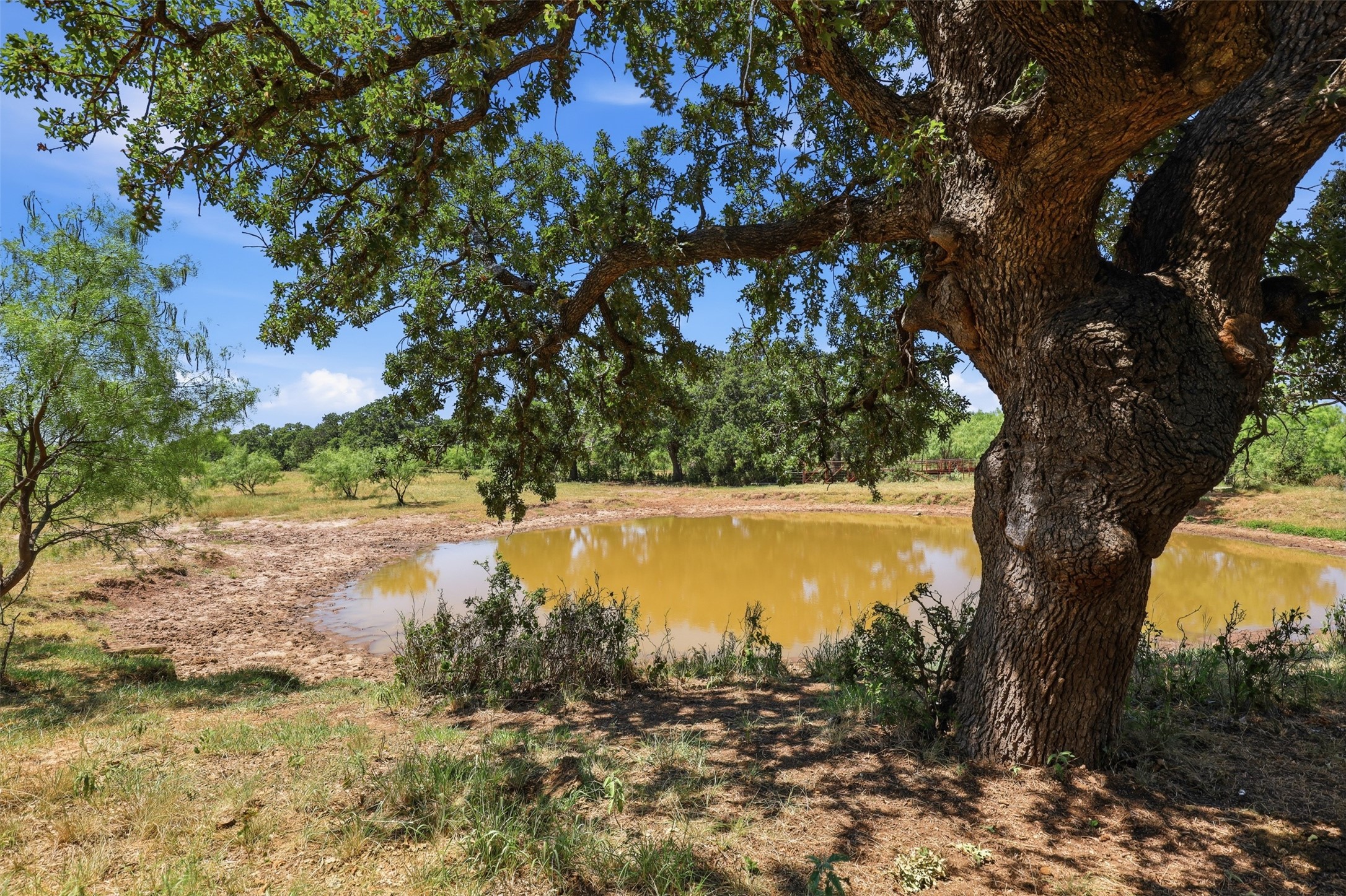 Rural property pond beneath a large oak tree, with scattered trees and open grassy land.