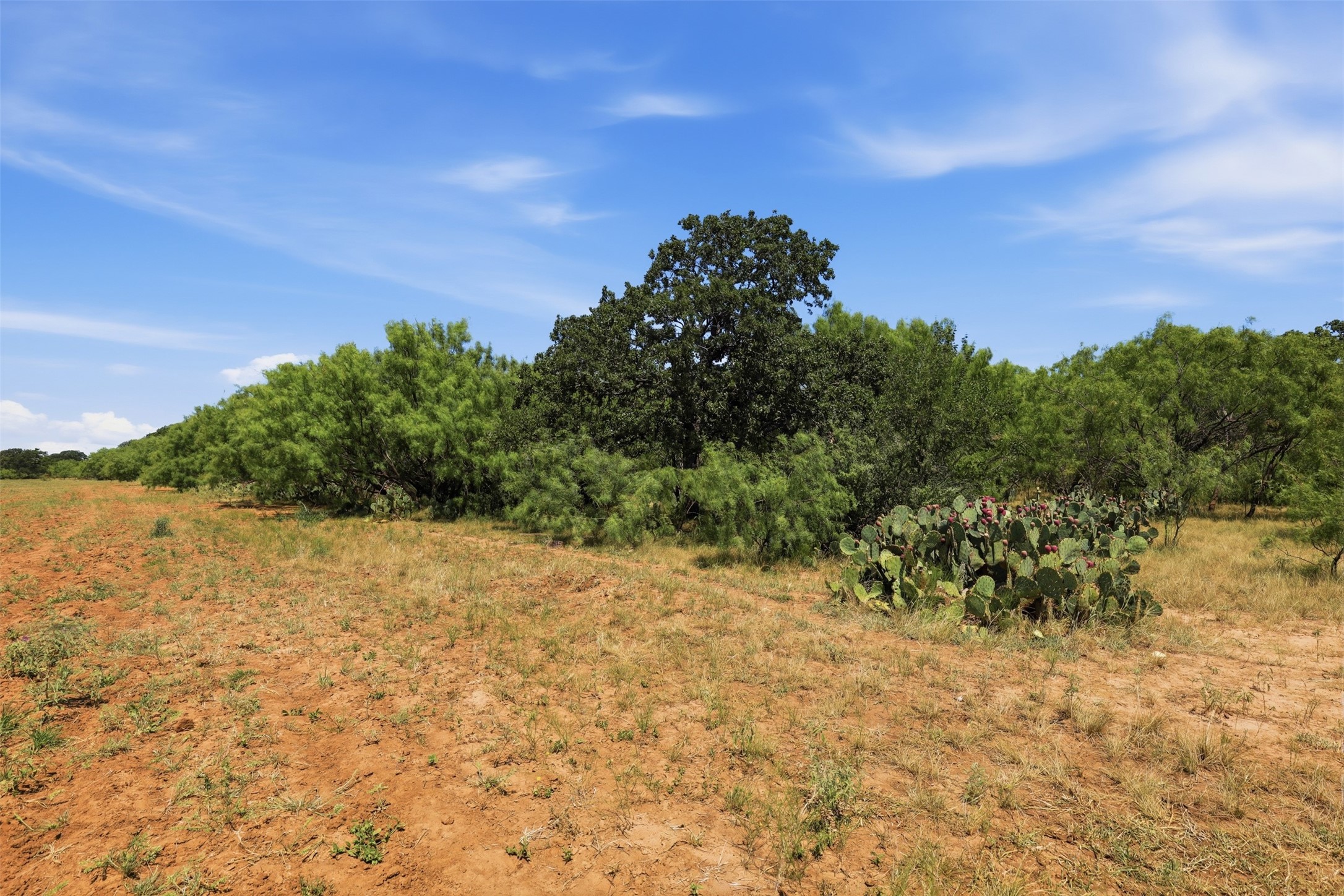 Rural land with reddish soil, scattered trees, and prickly pear cactus.