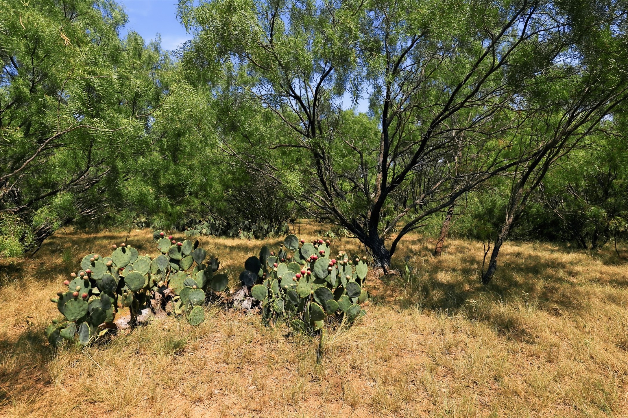 Rural land with prickly pear cactus clusters, dry grass, and mature trees.