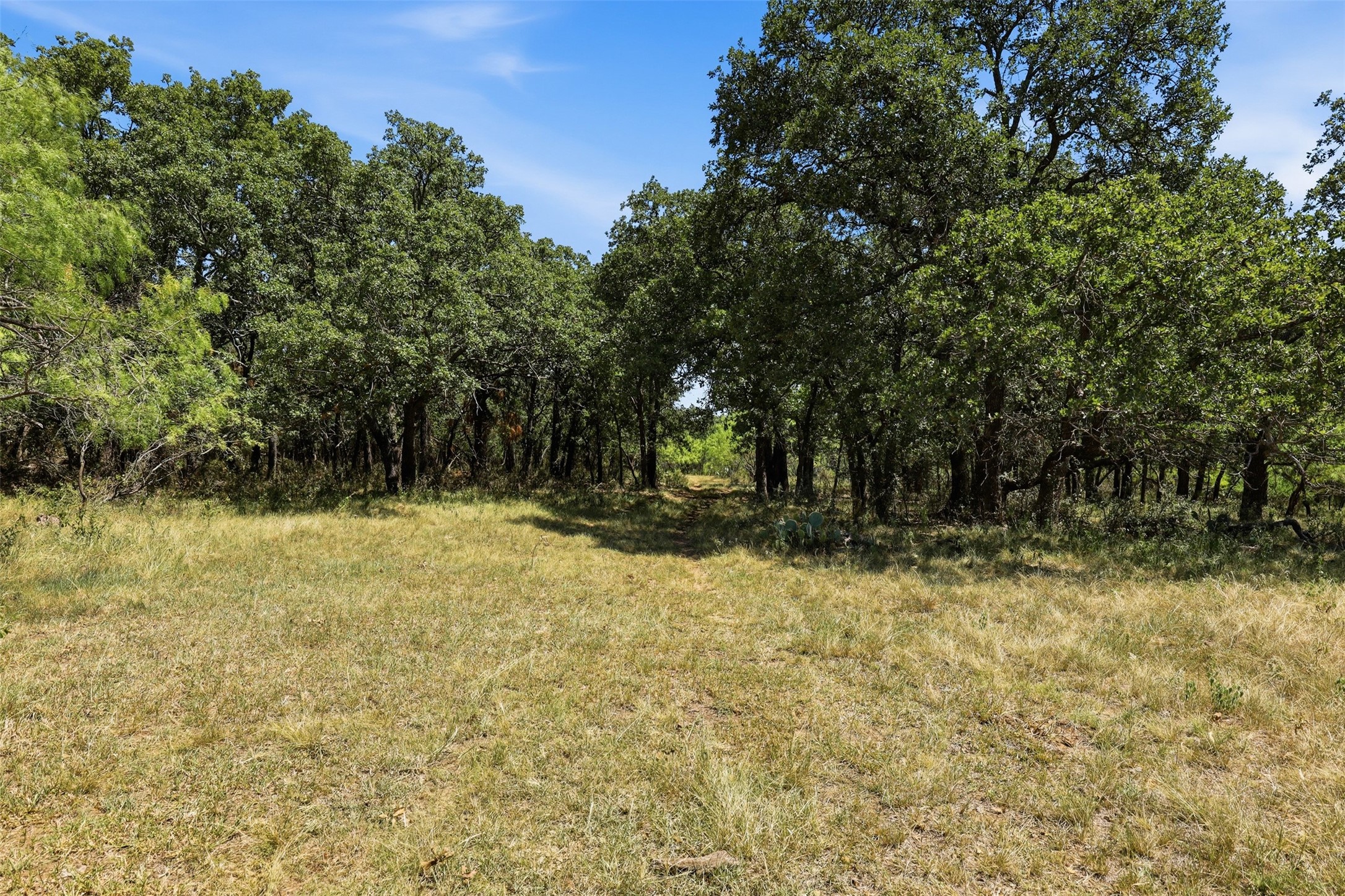 Grassy clearing bordered by mature trees, with a narrow path leading into the woods.