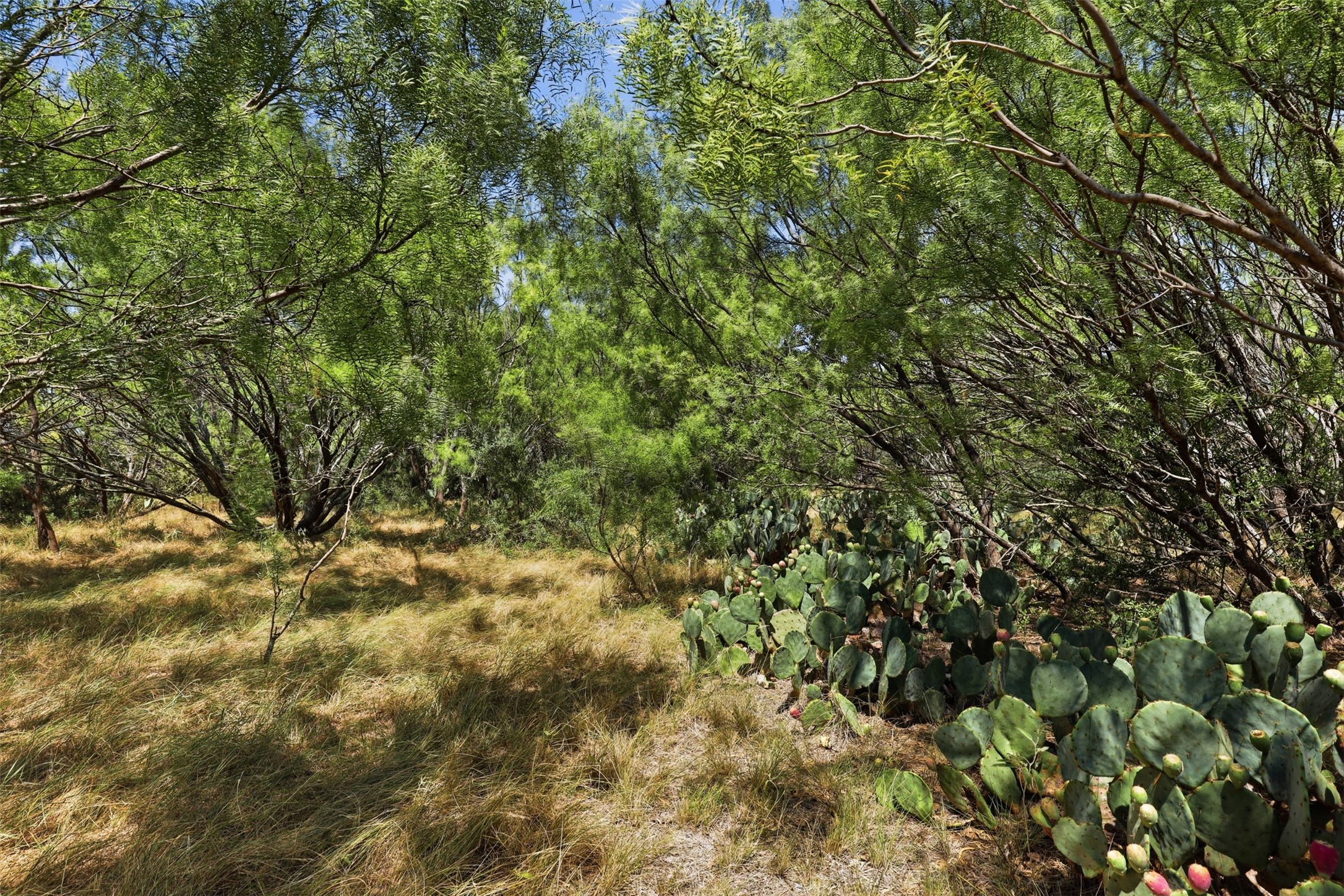 Wooded land with dry grass and prickly pear cactus beneath leafy trees.