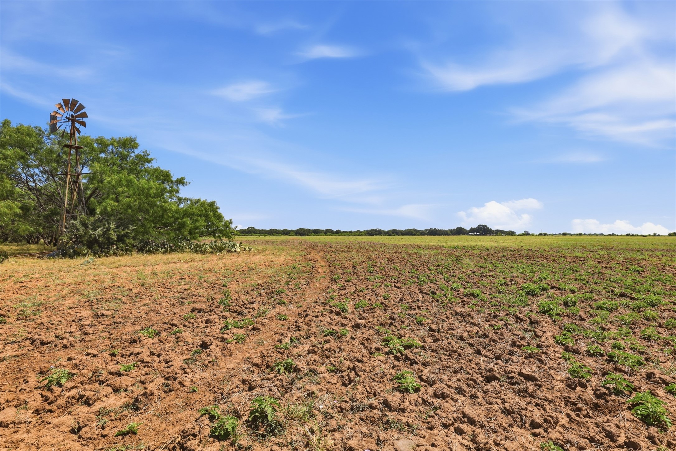 Rural field with tilled soil and sparse crops, featuring a rusted windmill beside trees.