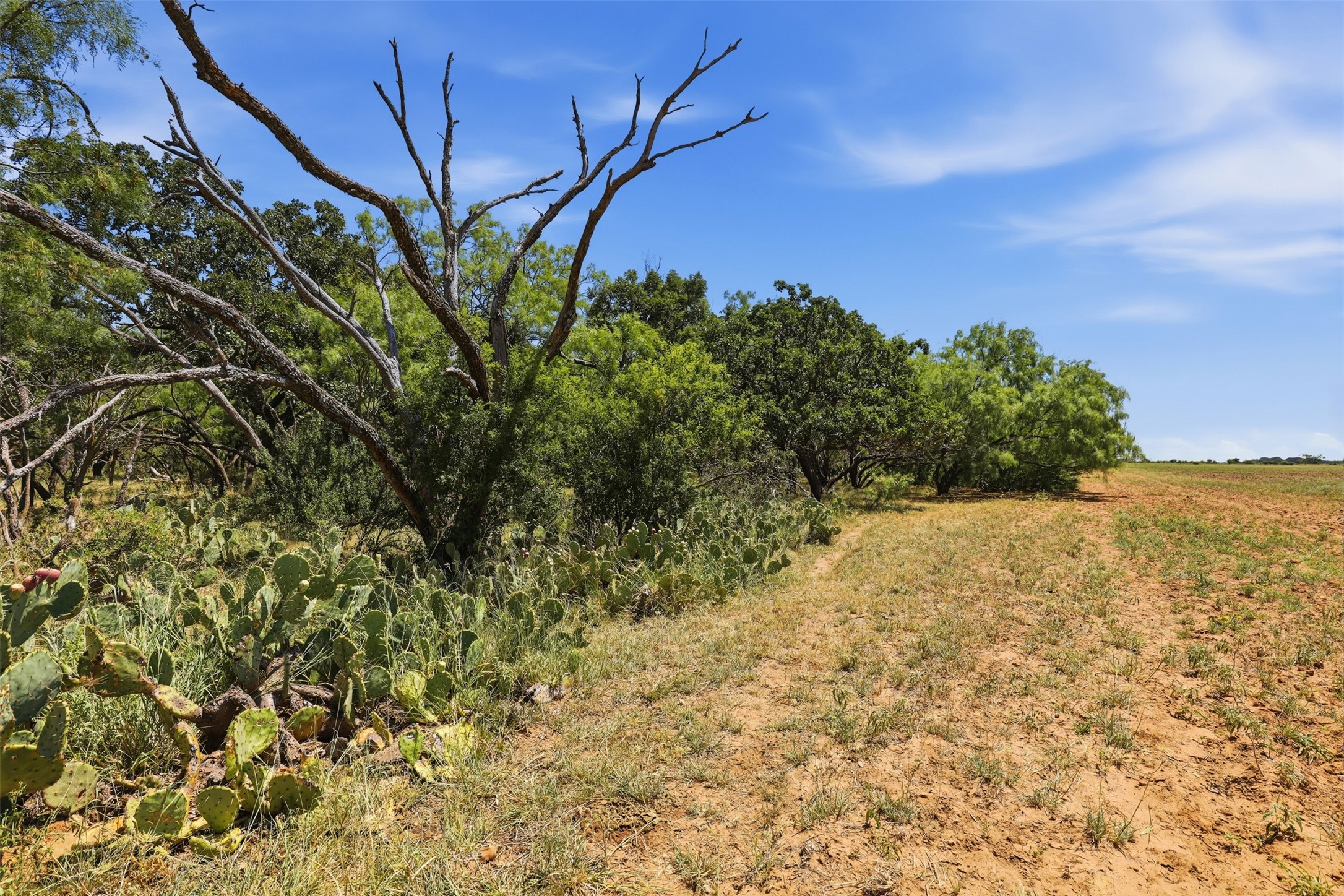 Rural land with prickly pear cactus, scattered trees, and dry grass beneath a blue sky.