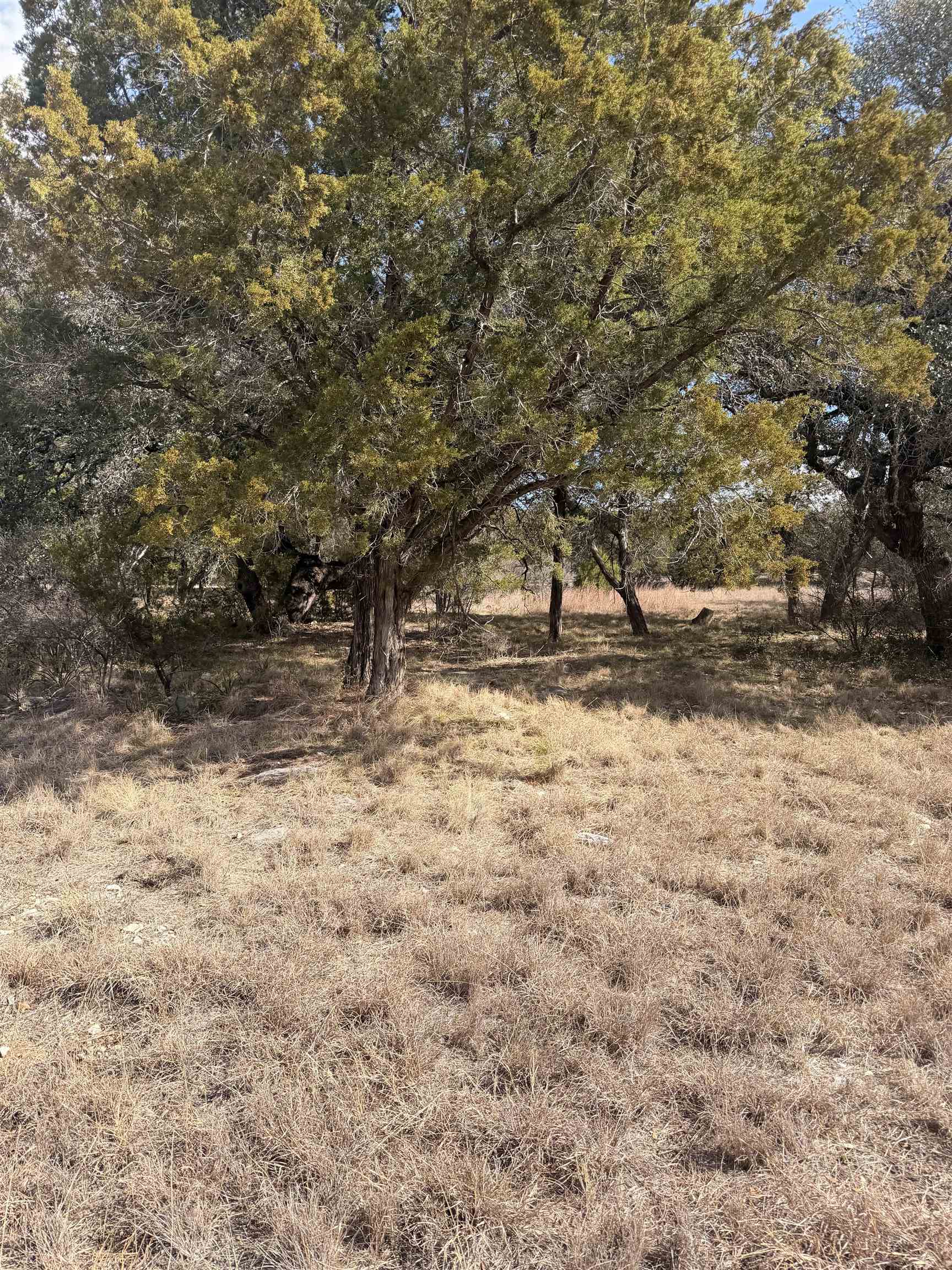 LT 14135 Purple Sage