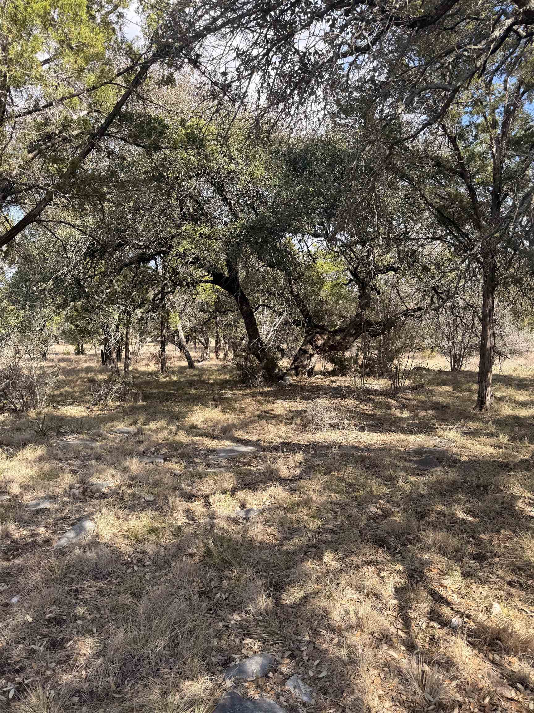 LT 14135 Purple Sage