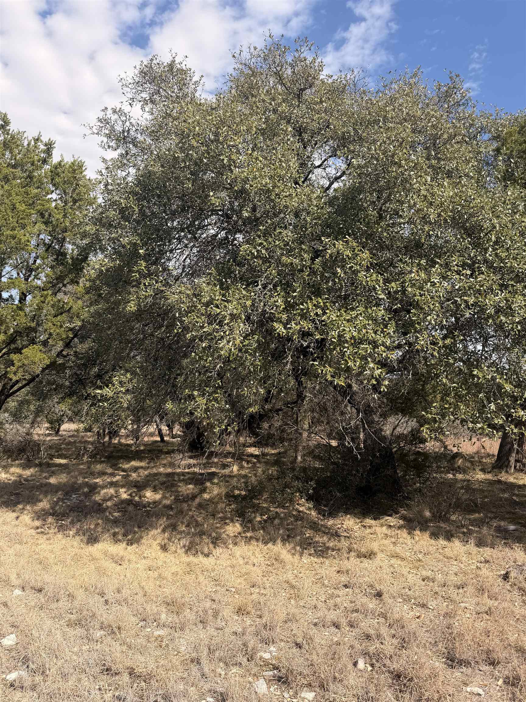 LT 14135 Purple Sage