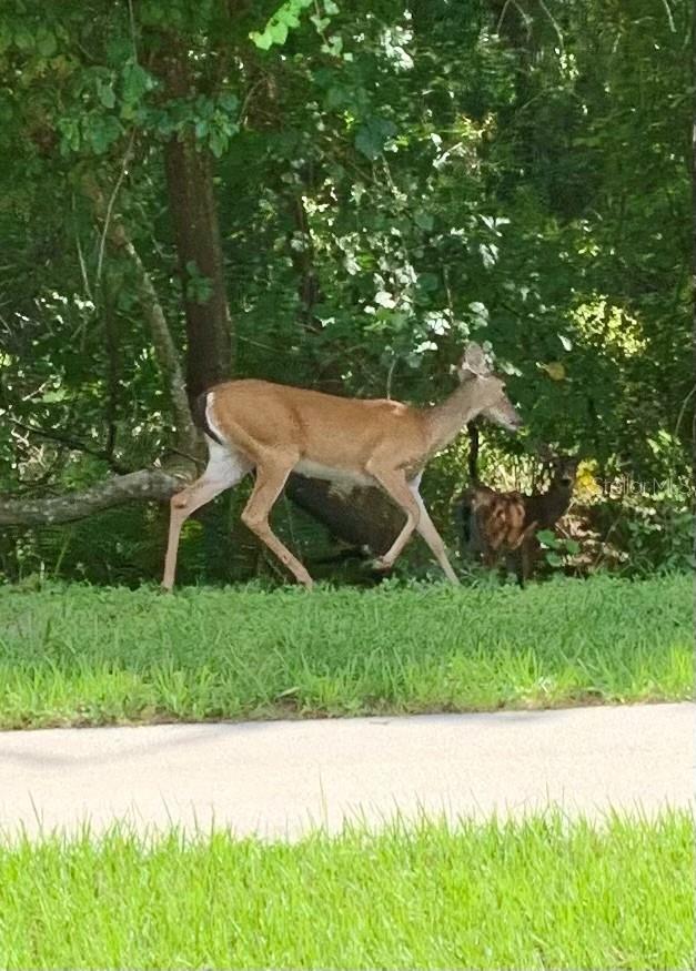 13409 FAWN SPRINGS DR