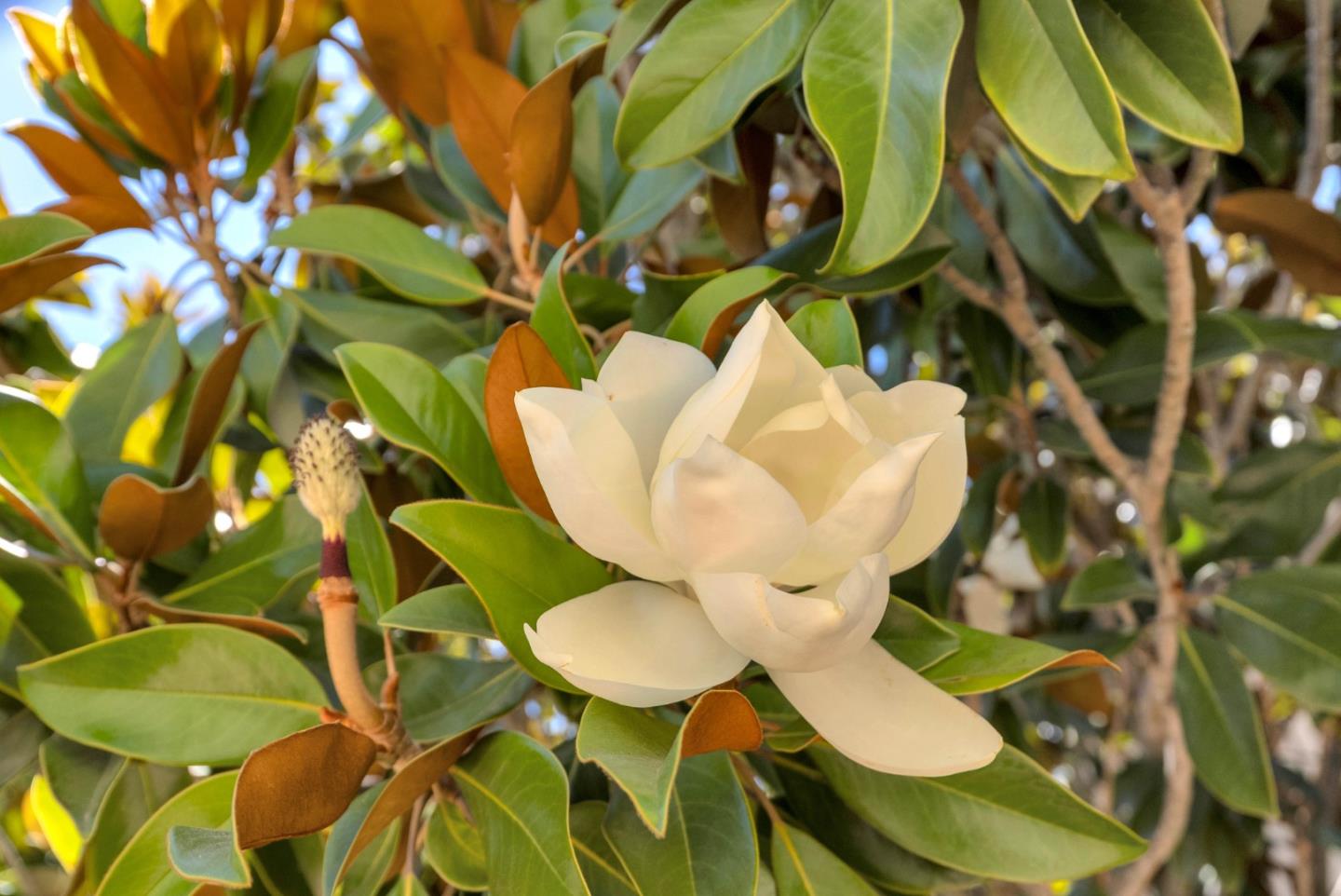 5490 Manderston Drive