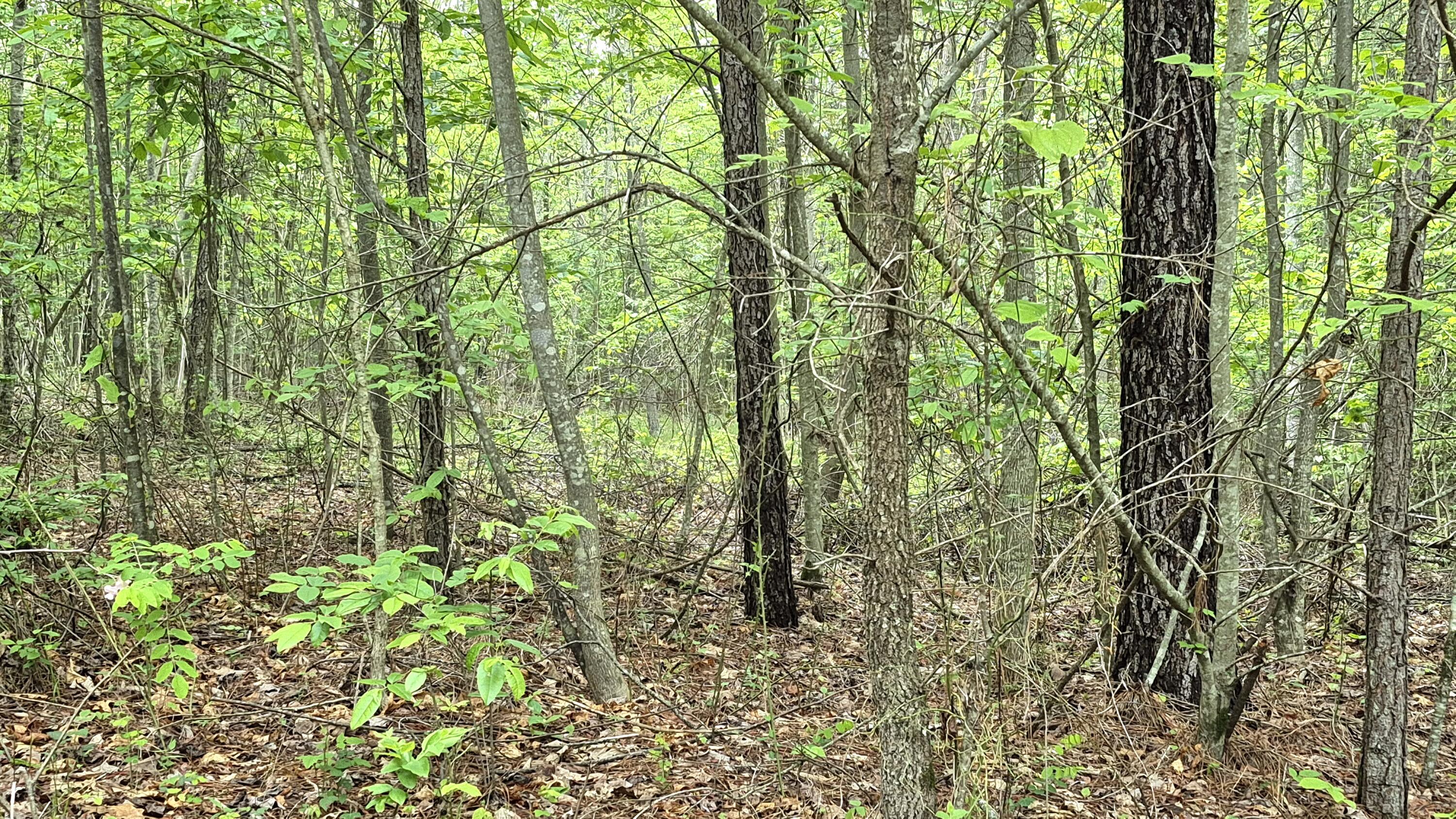 6070 Raulston Falls Road, Lot 97