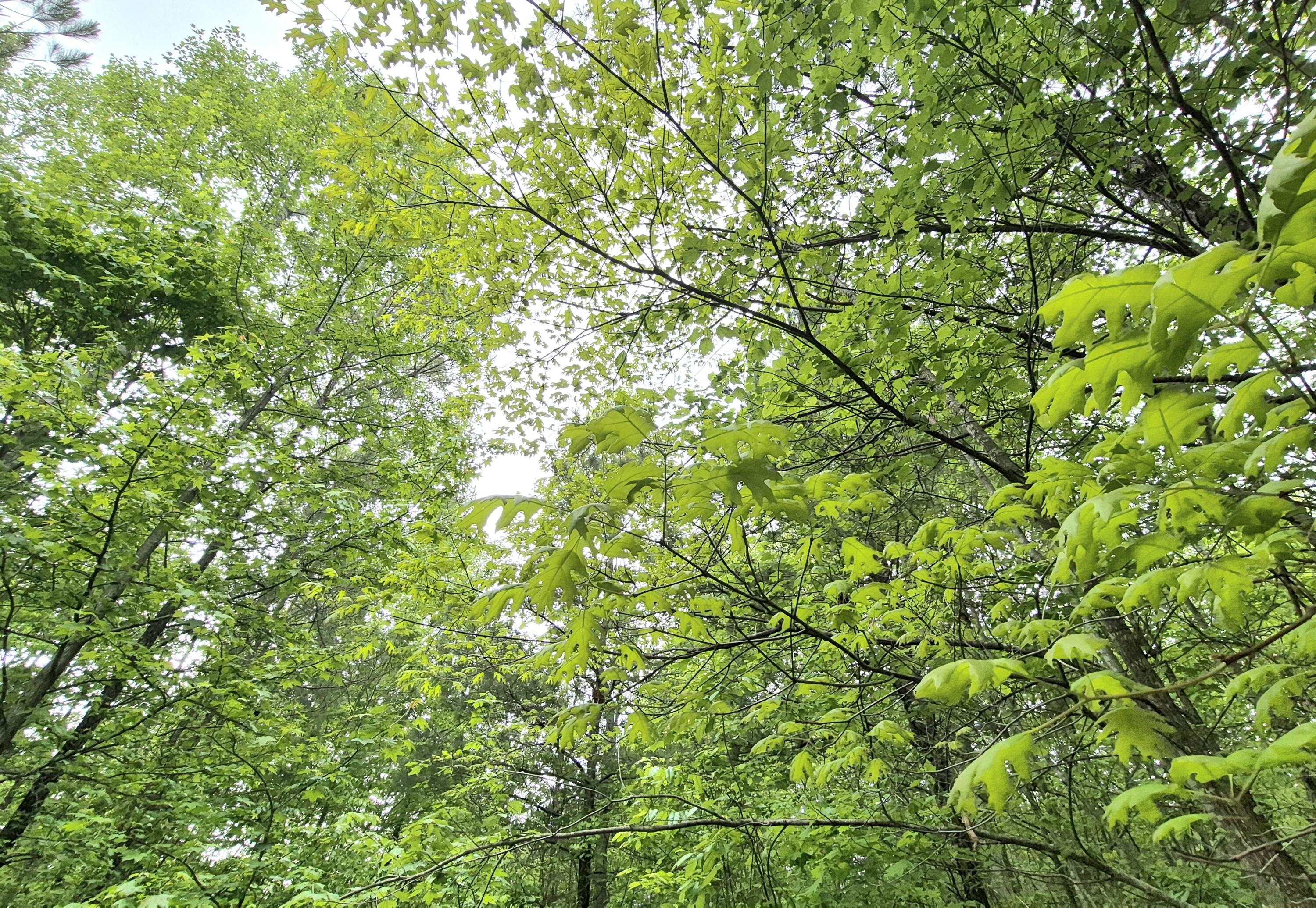 6070 Raulston Falls Road, Lot 97