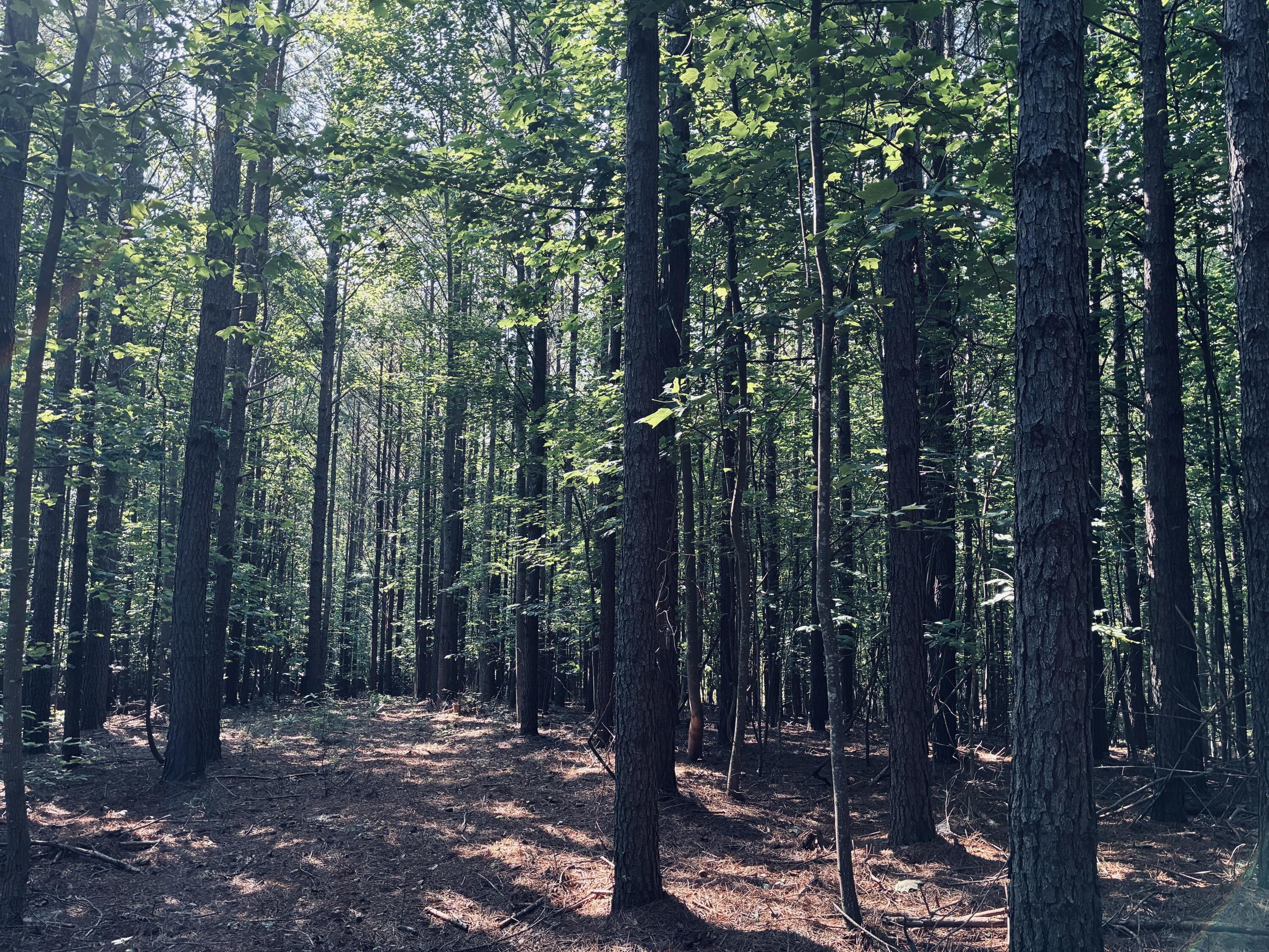 Wooded property with tall trees and sunlight filtering through the leafy canopy.