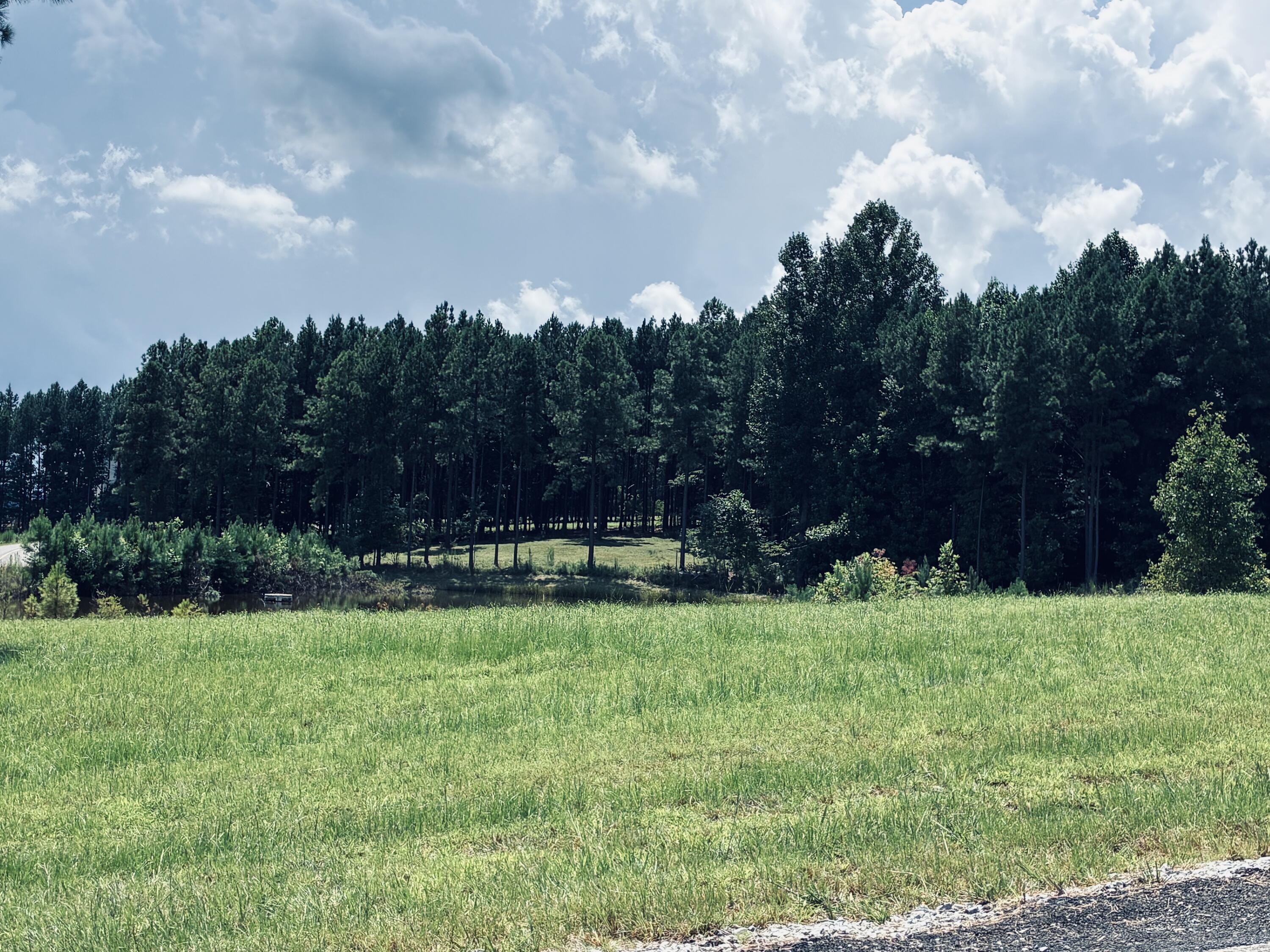 Open grassy field bordered by dense woods, with a gravel road edge in the foreground.