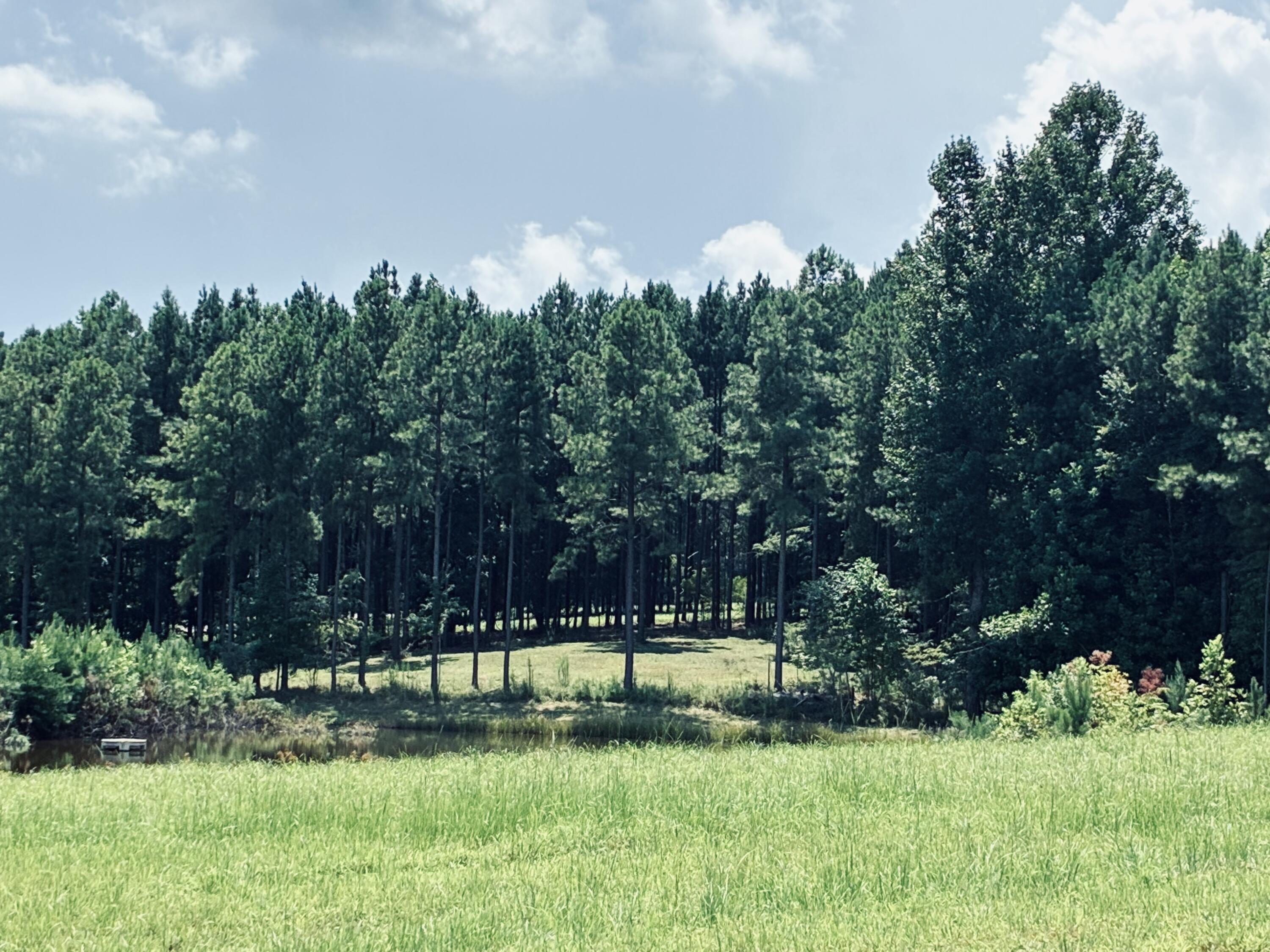 Grassy field bordered by pine trees, with a small pond at the edge.