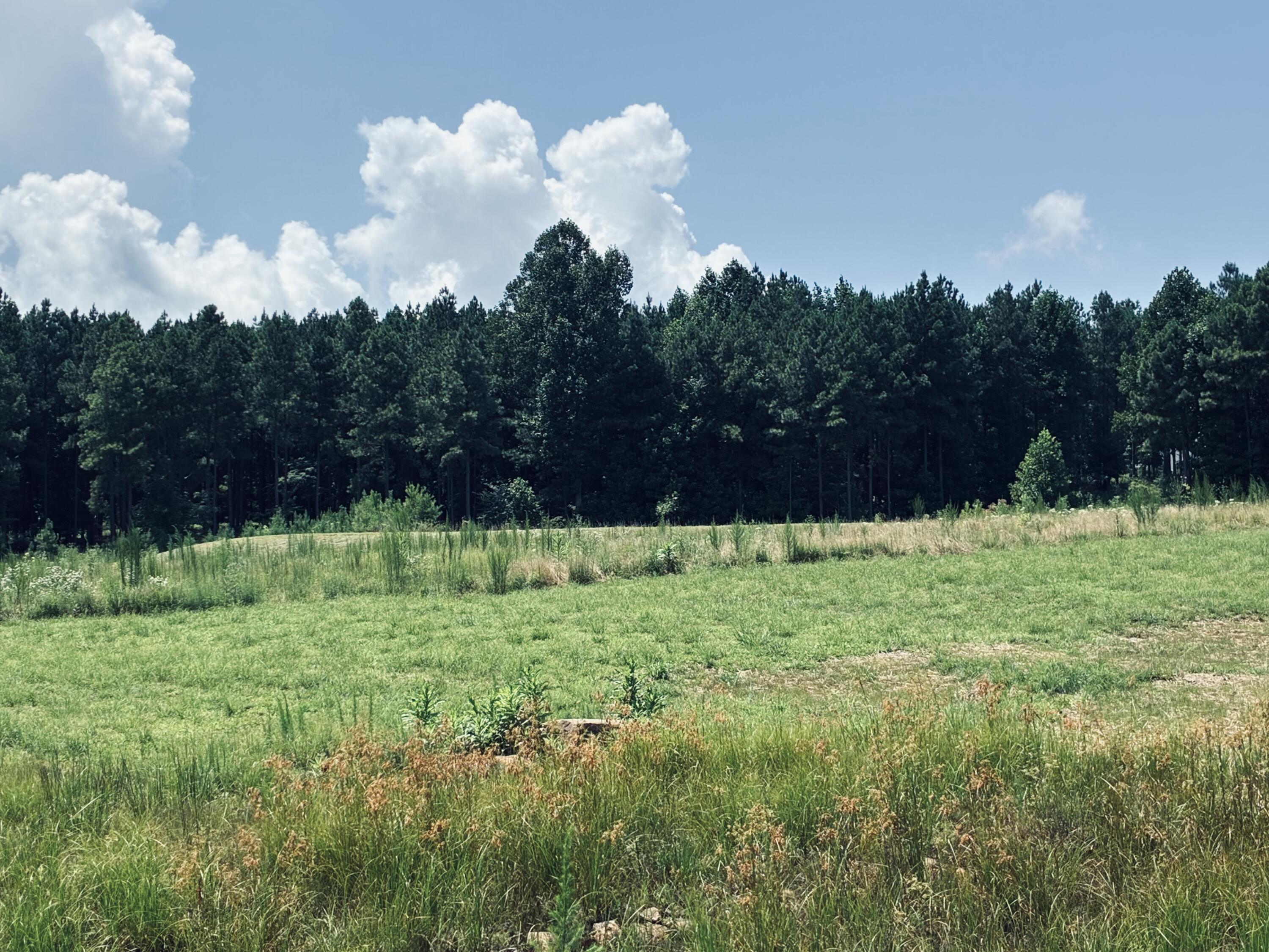 Grassy vacant lot bordered by dense pine trees beneath a cloud-filled sky.
