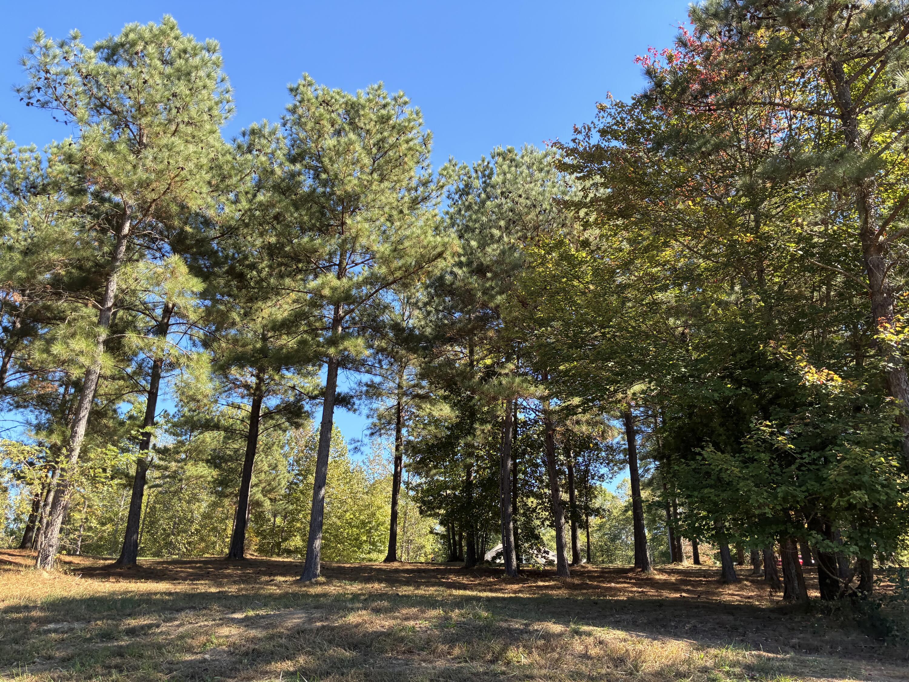241 Pappy Road, 205
