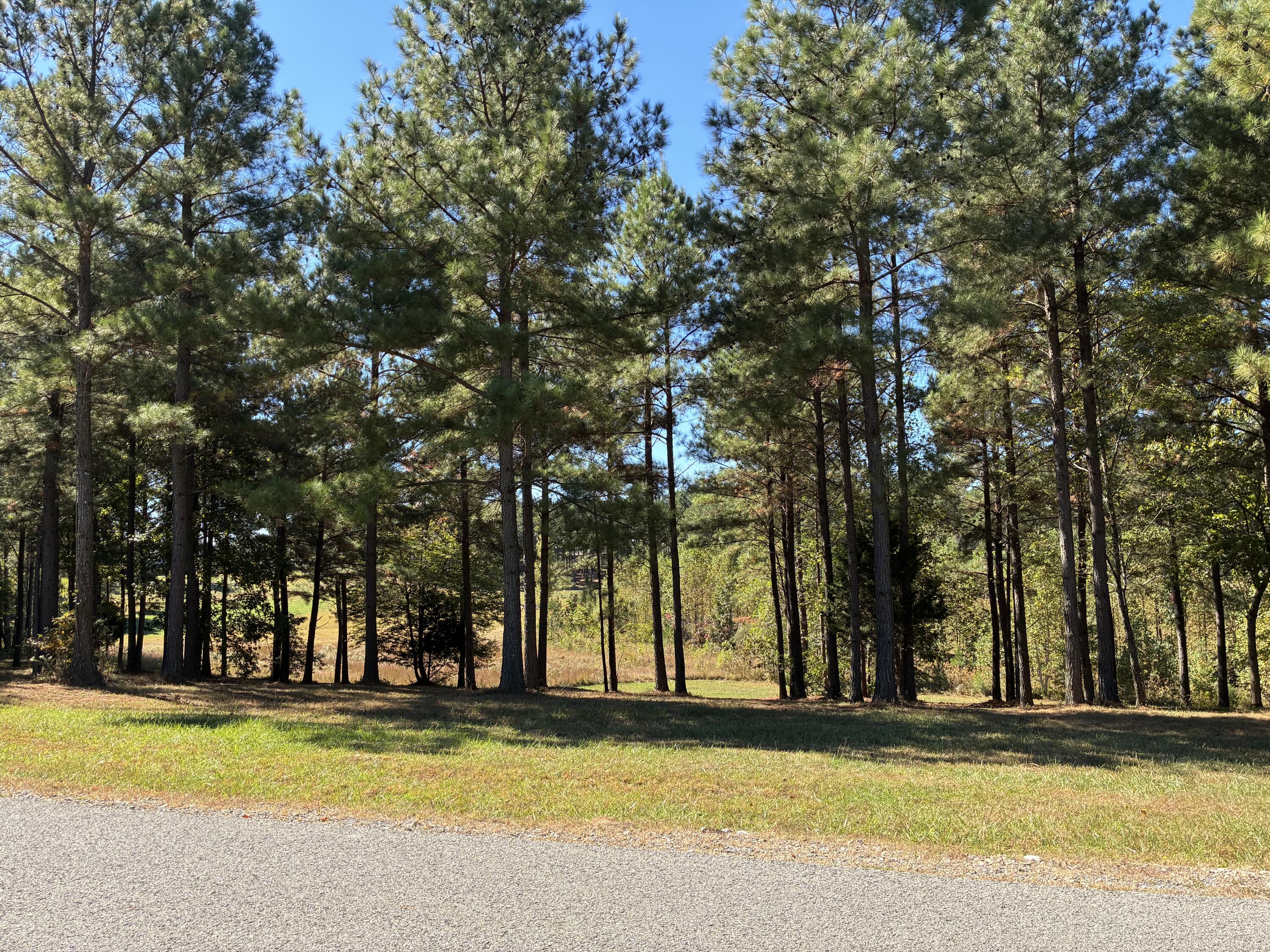 241 Pappy Road, 205
