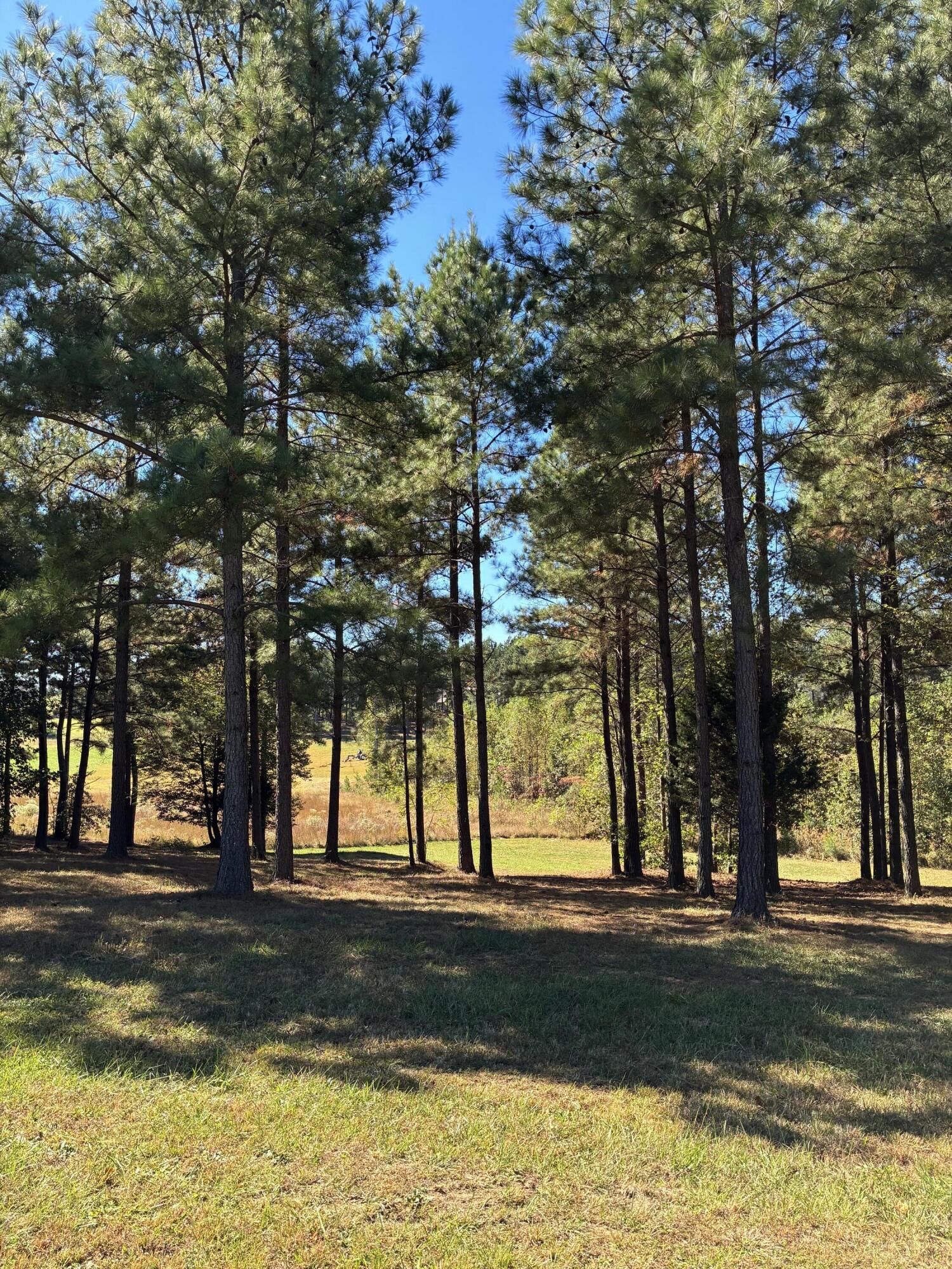 241 Pappy Road, 205