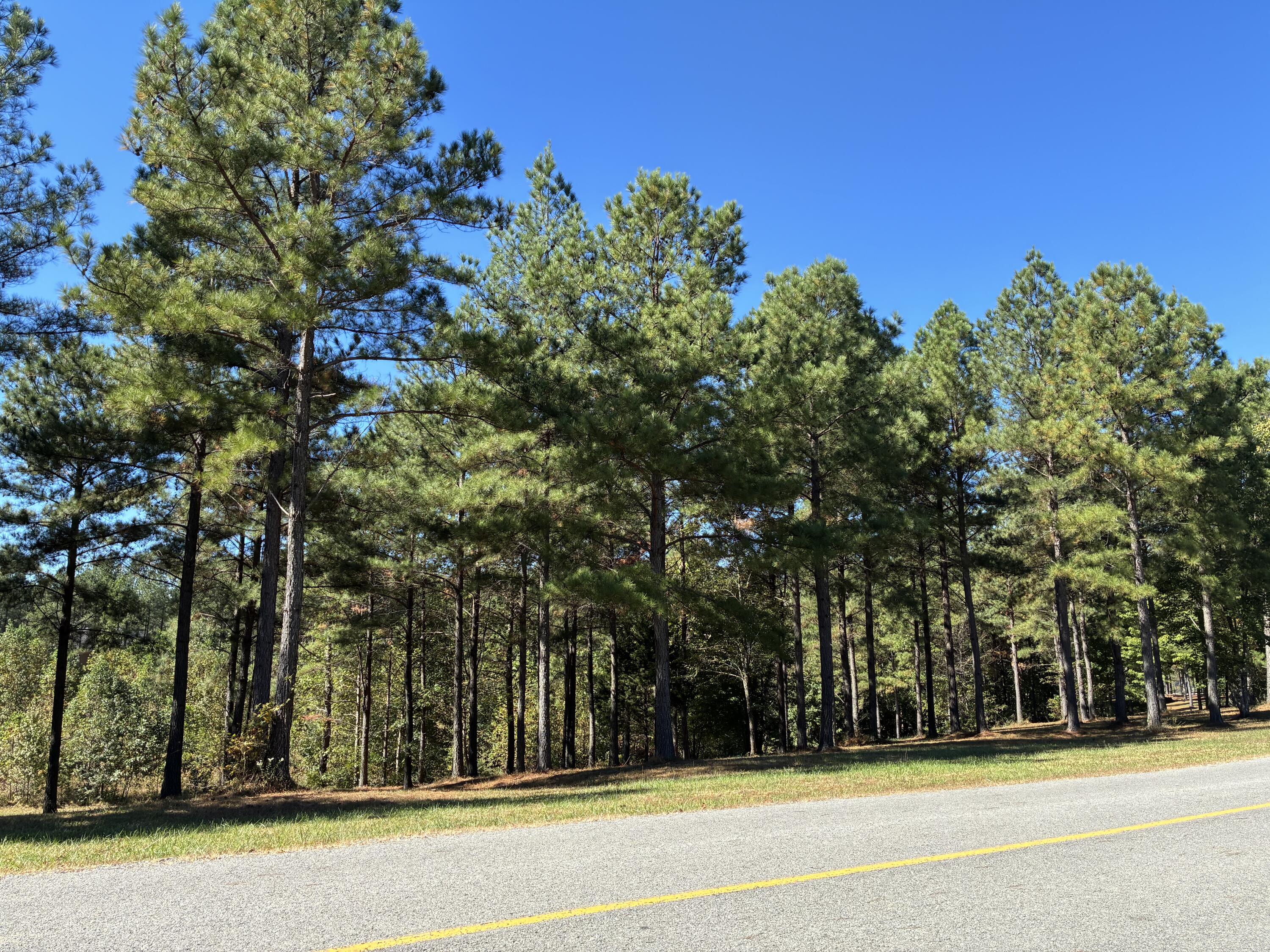 241 Pappy Road, 205